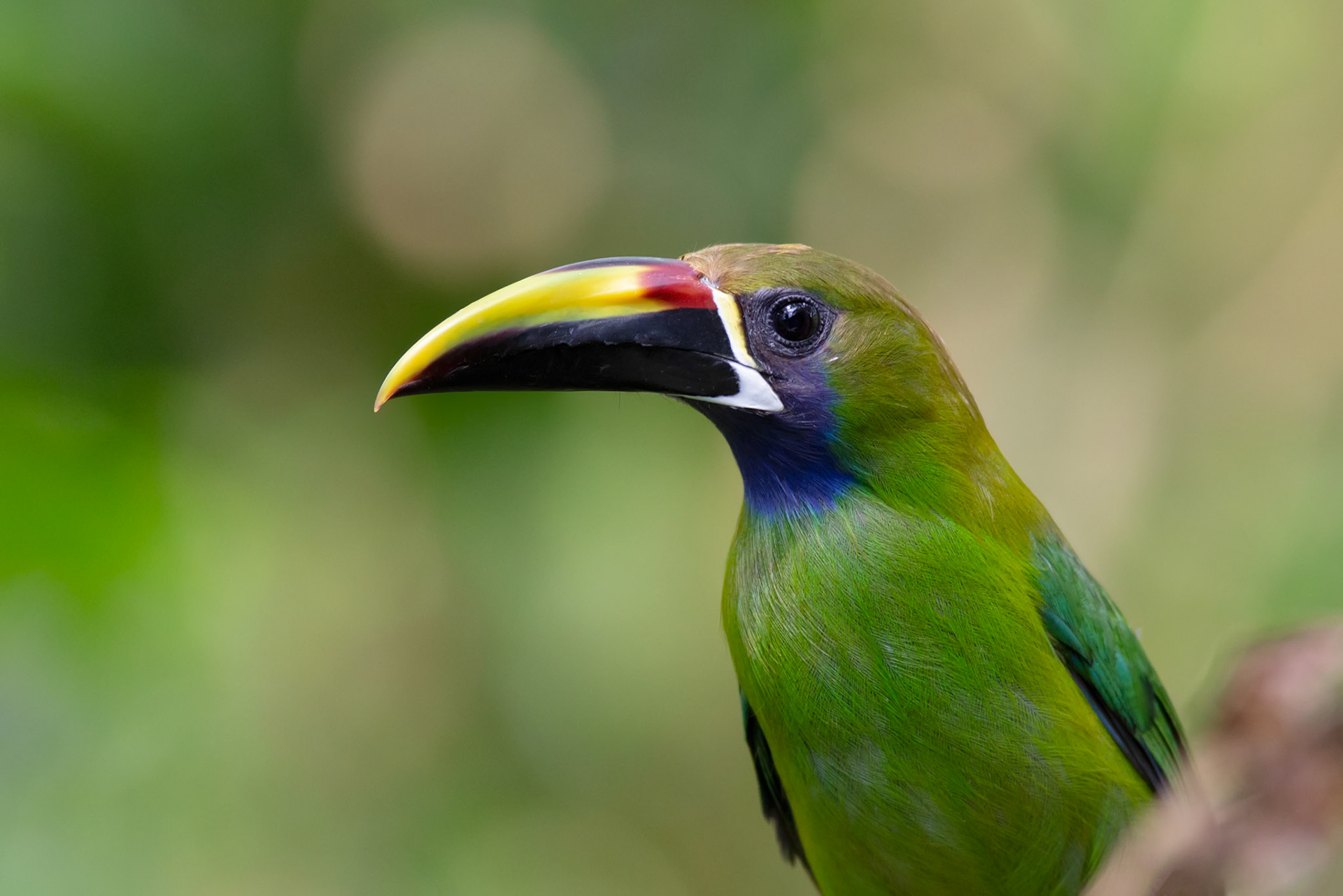 Northern Emerald-Toucanet