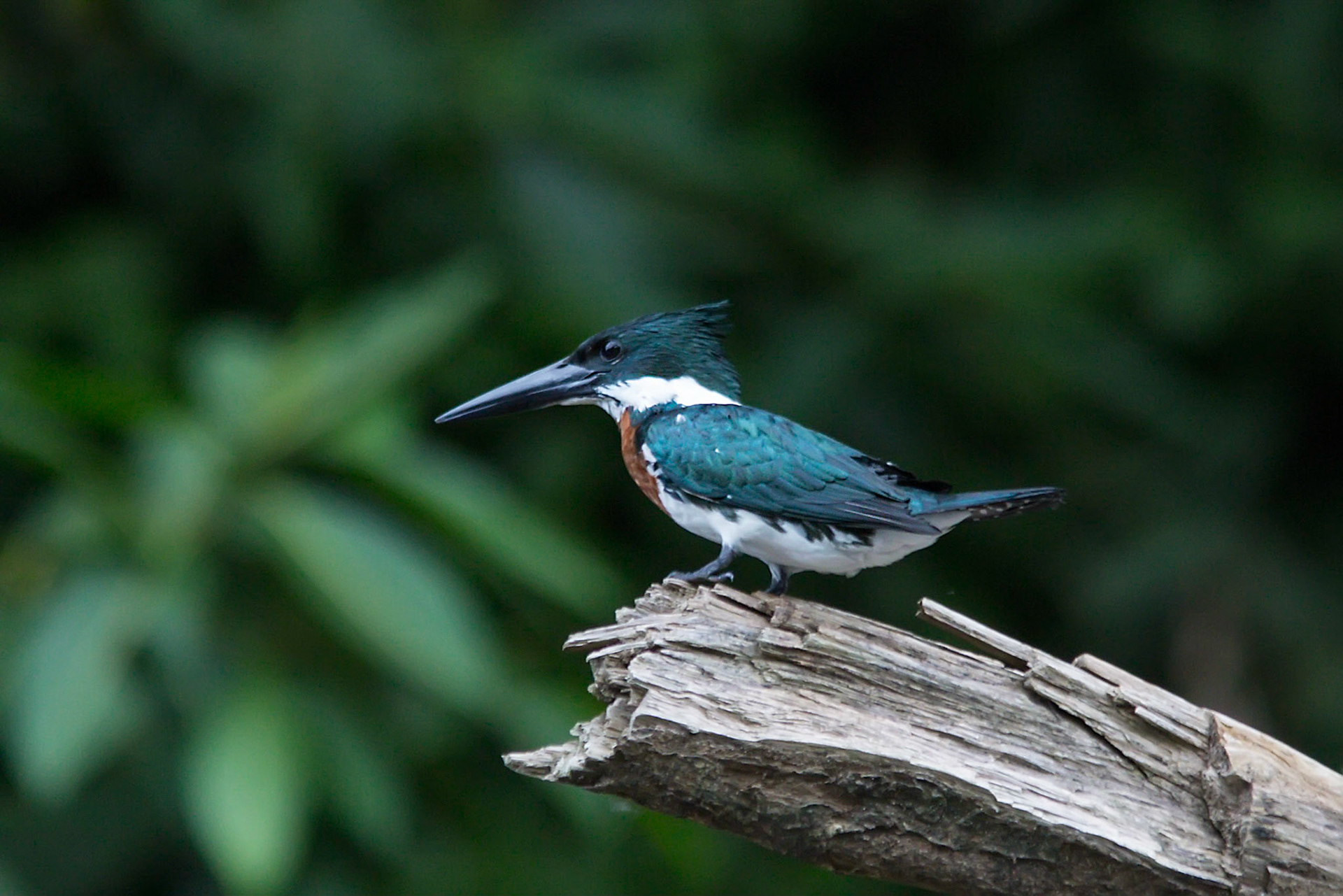 Amazon Kingfisher, Male