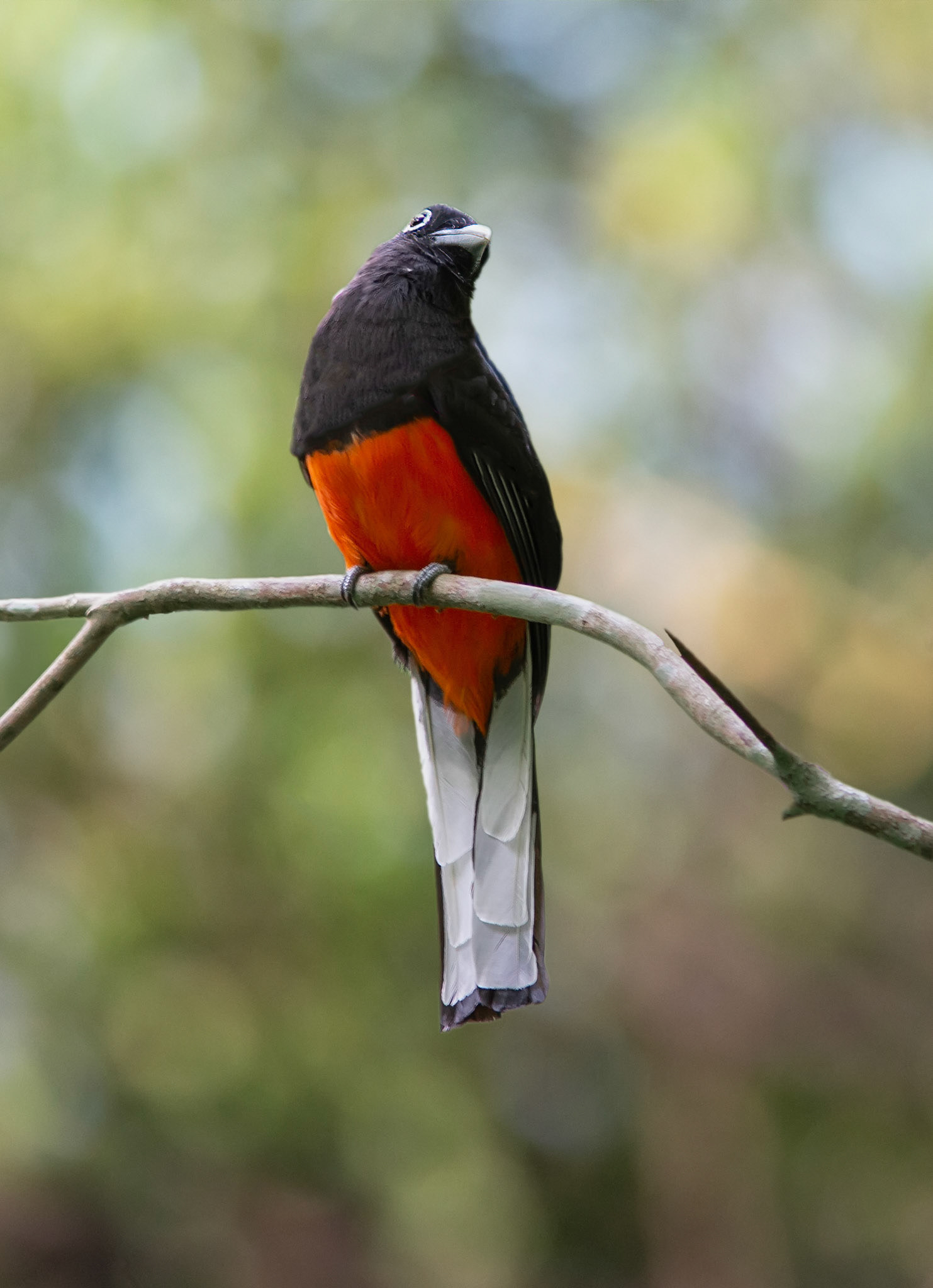 Baird's Trogon, Male