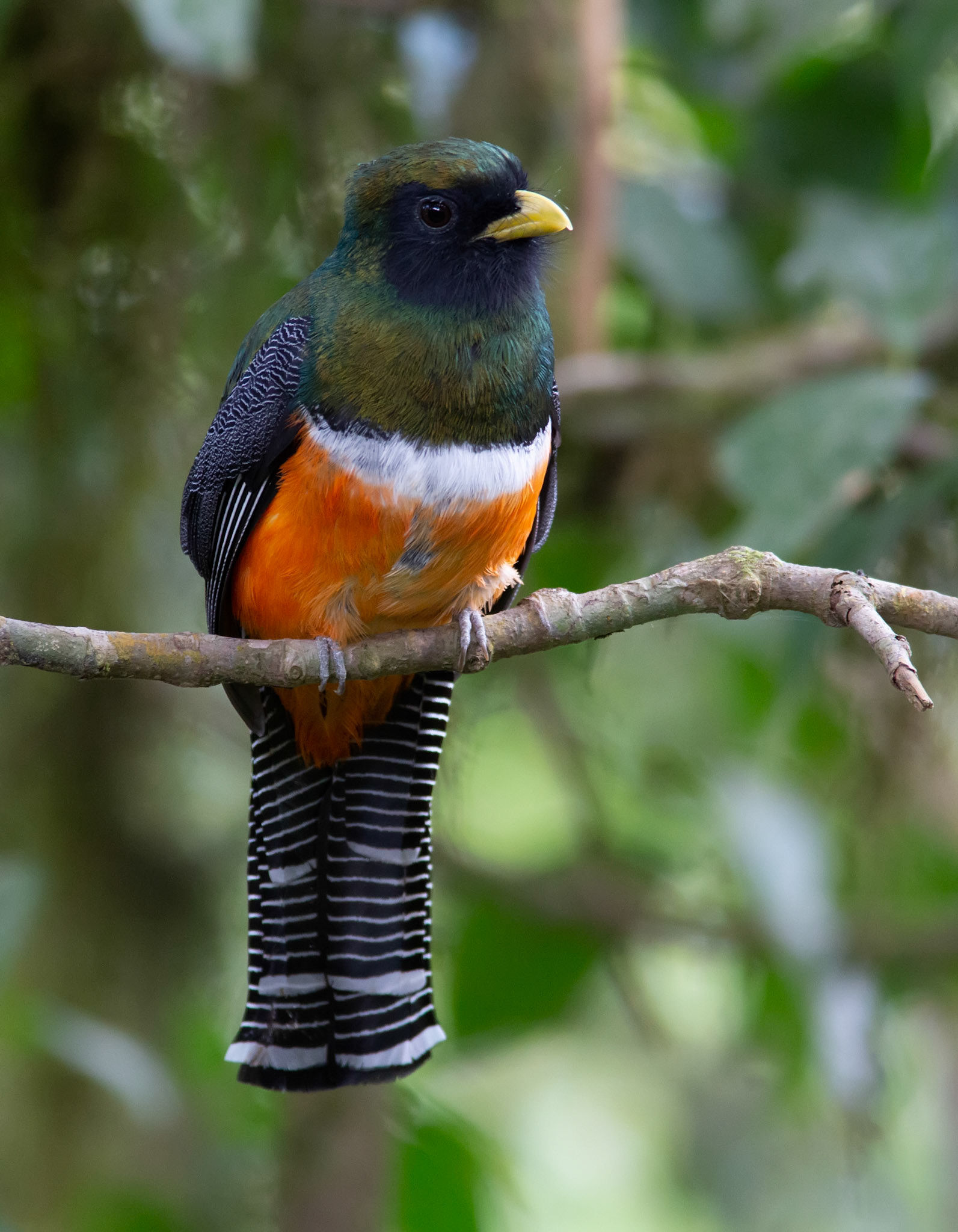 Collared Trogon, Male