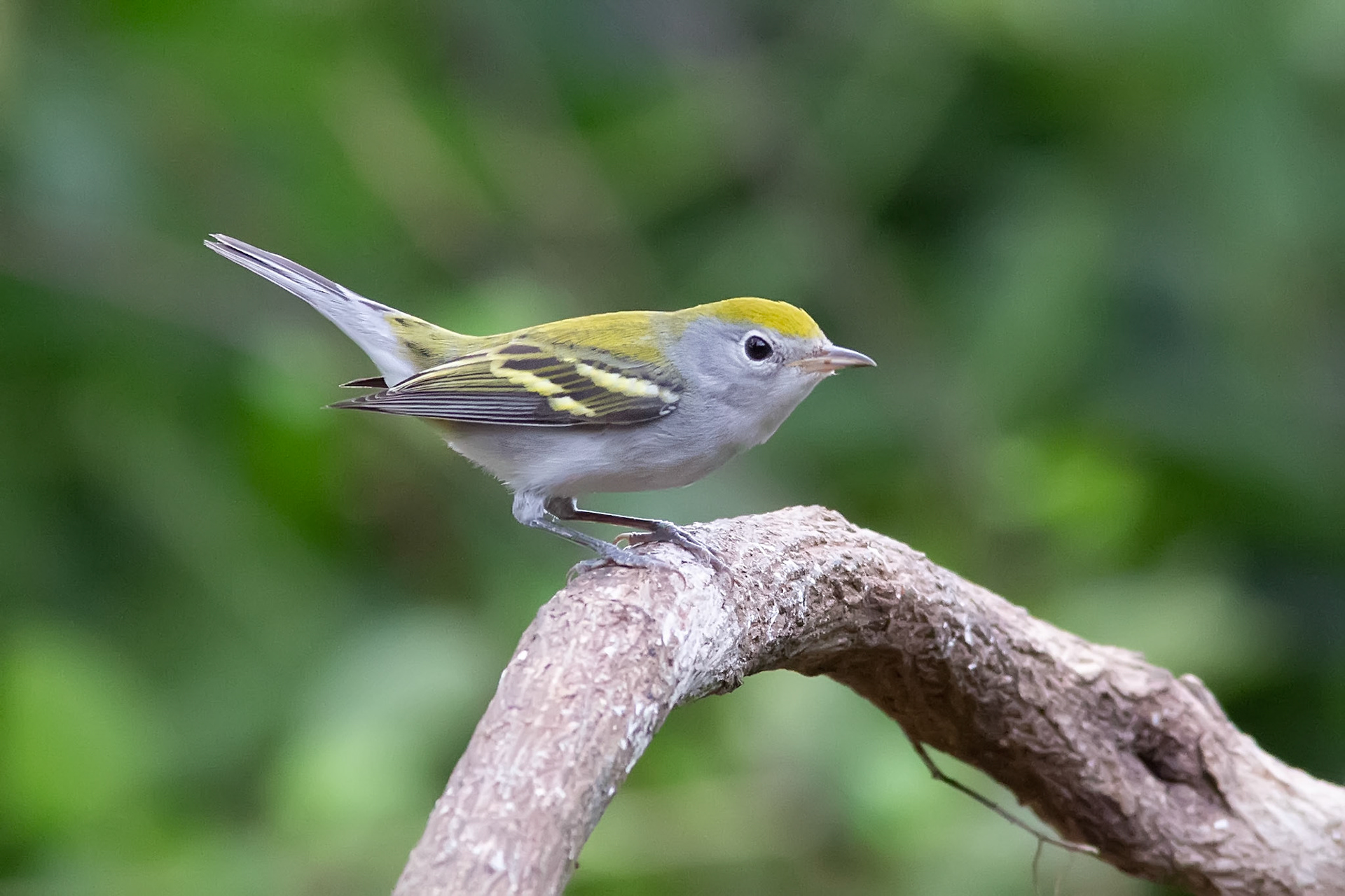 Chestnut-sided Warbler