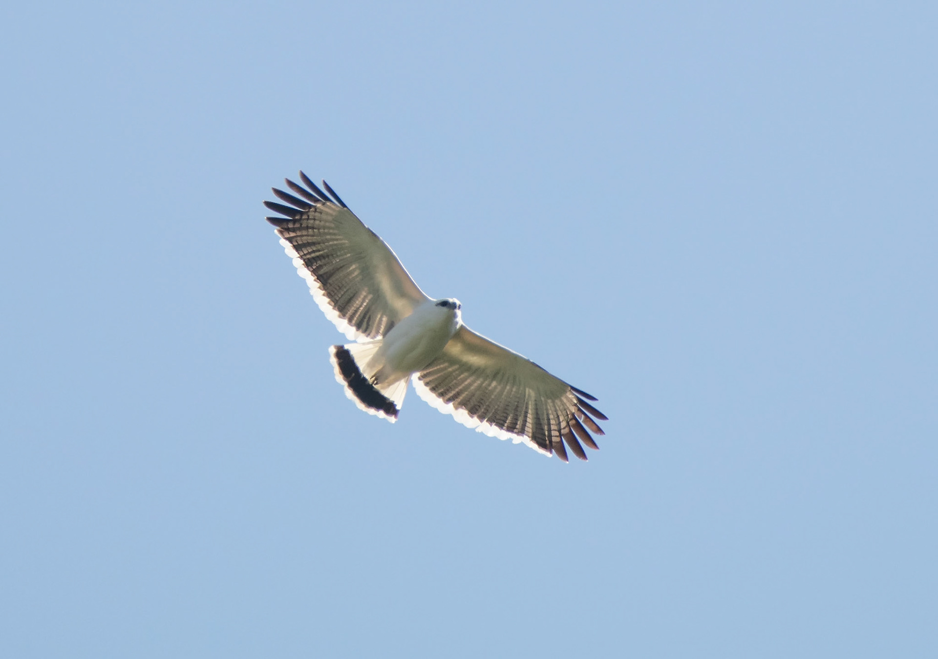 White Hawk