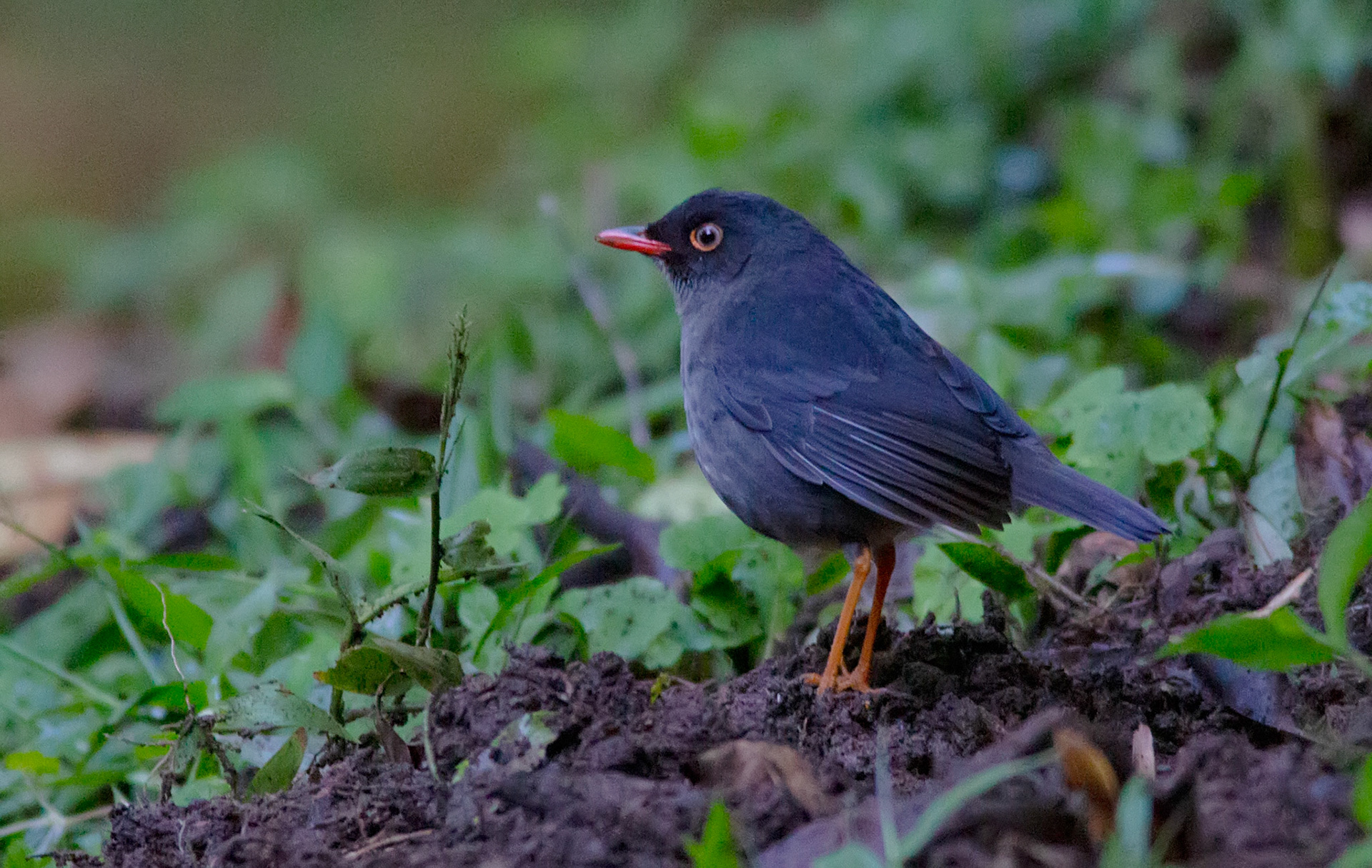 Slaty-backed Nightingale-Thrush