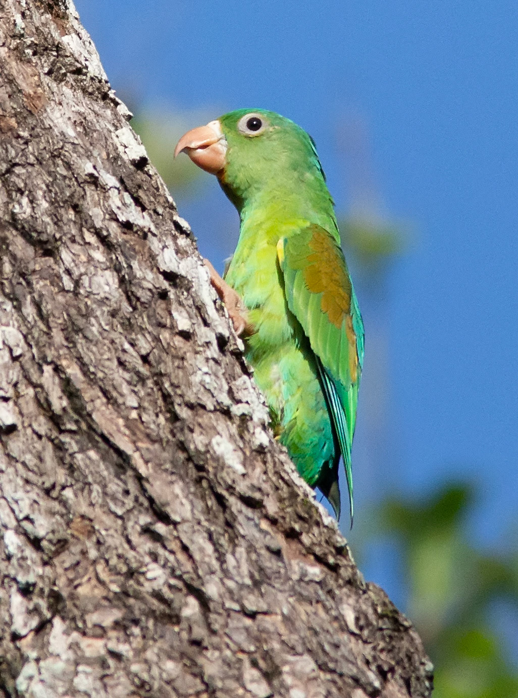 Orange-chinned Parakeet