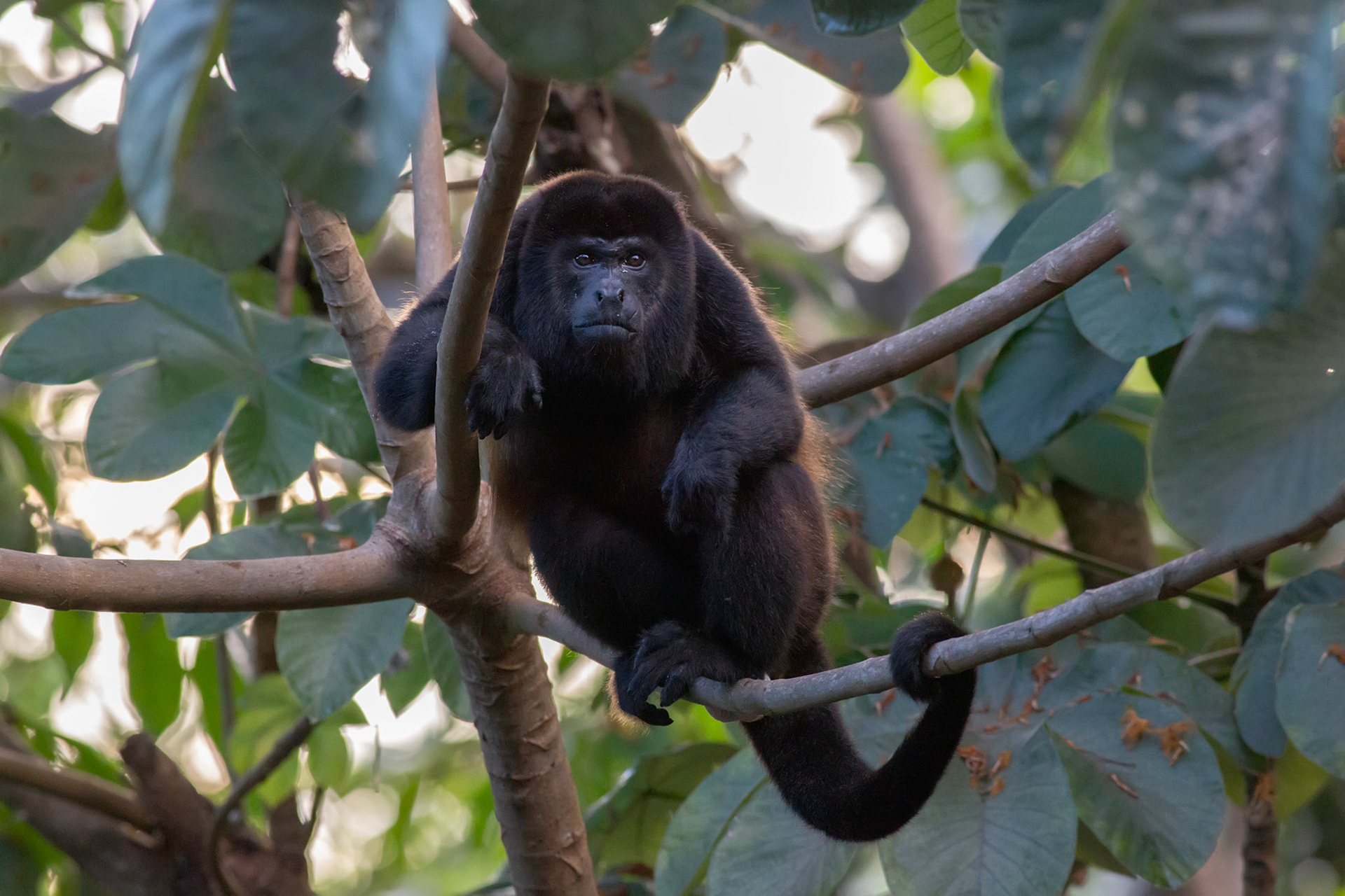 Howler Monkey