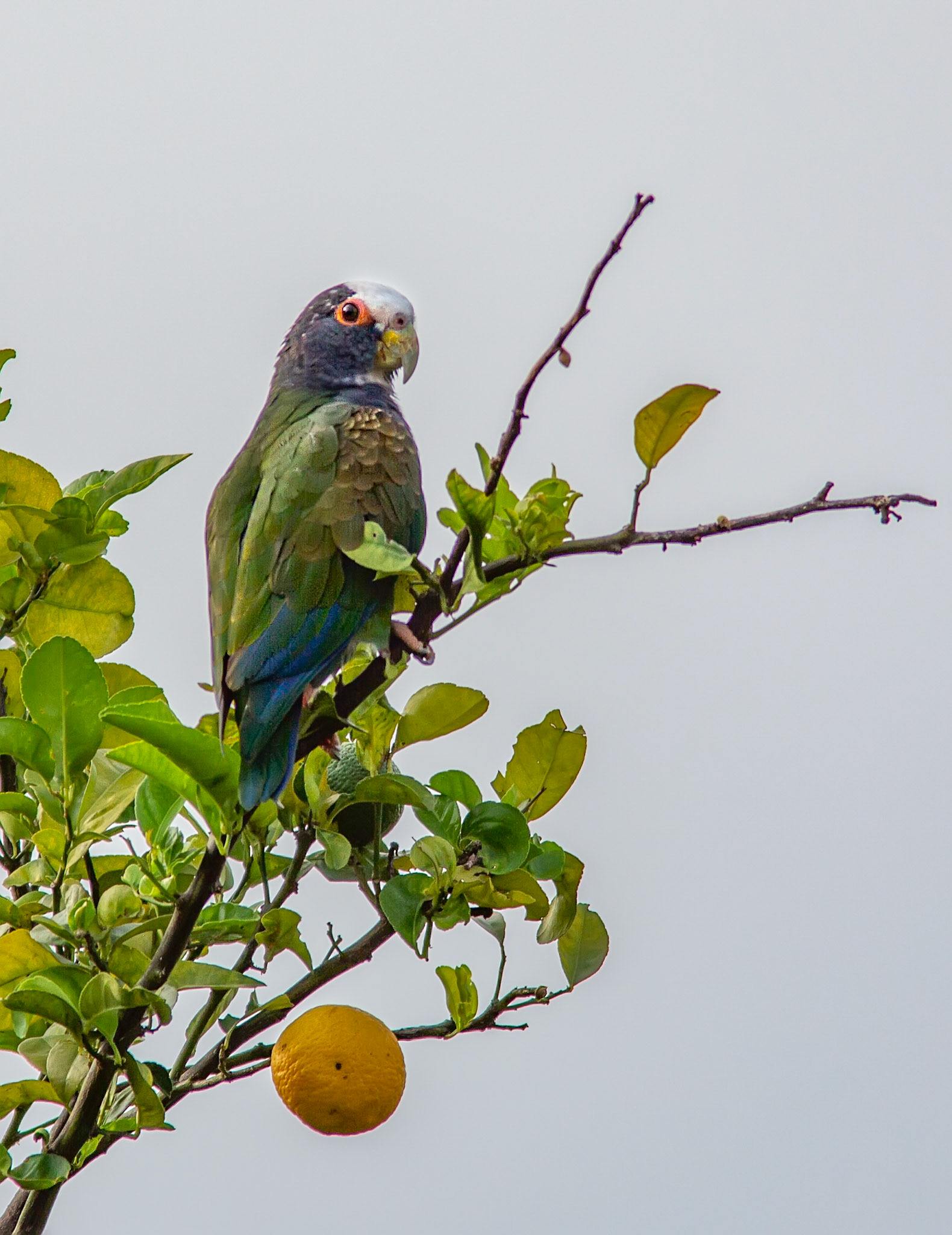 White-crowned Parrot