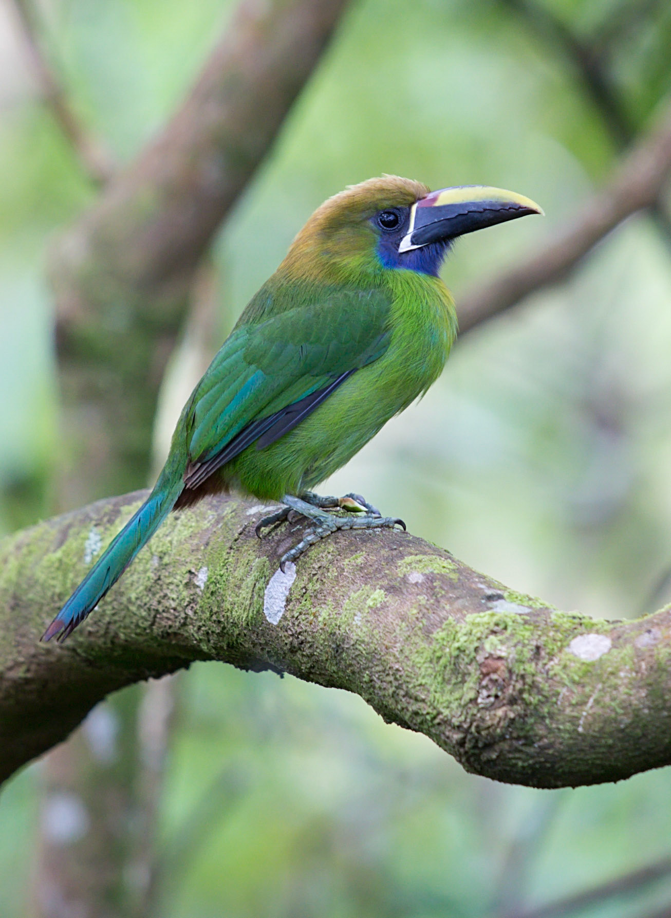 Northern Emerald-Toucanet