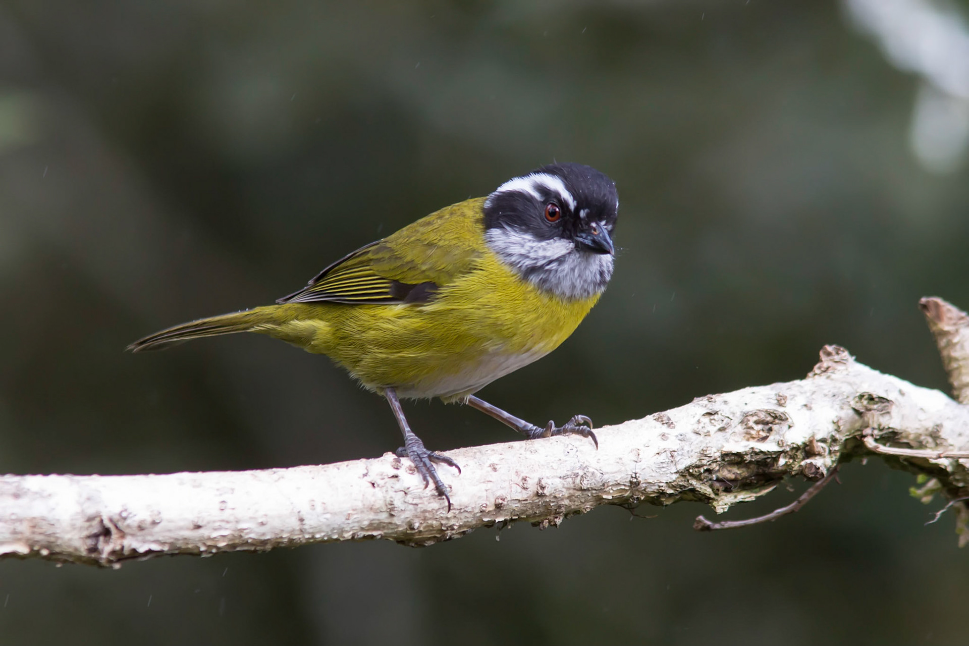 Sooty-capped Chlorospingus