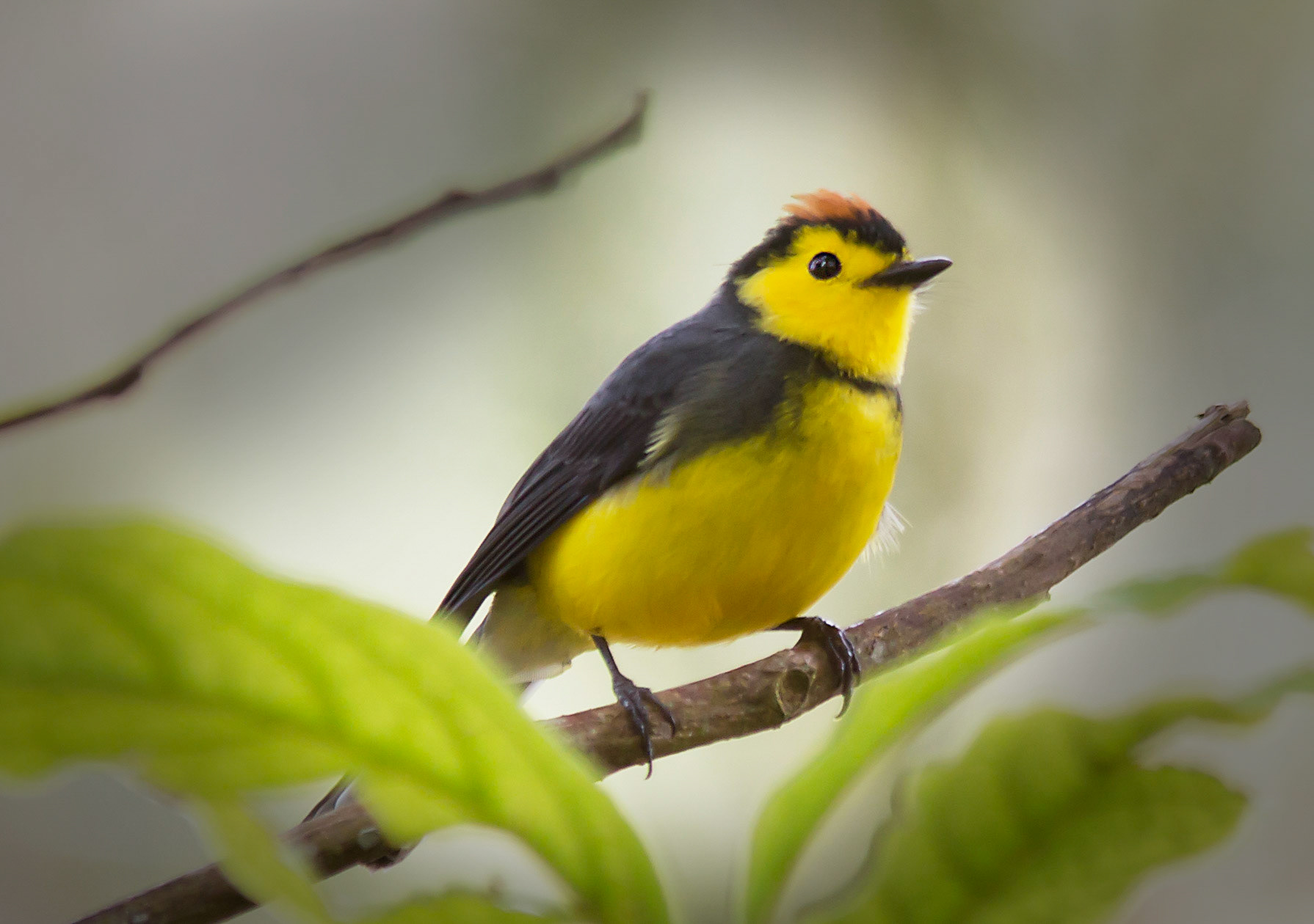 Collared Redstart