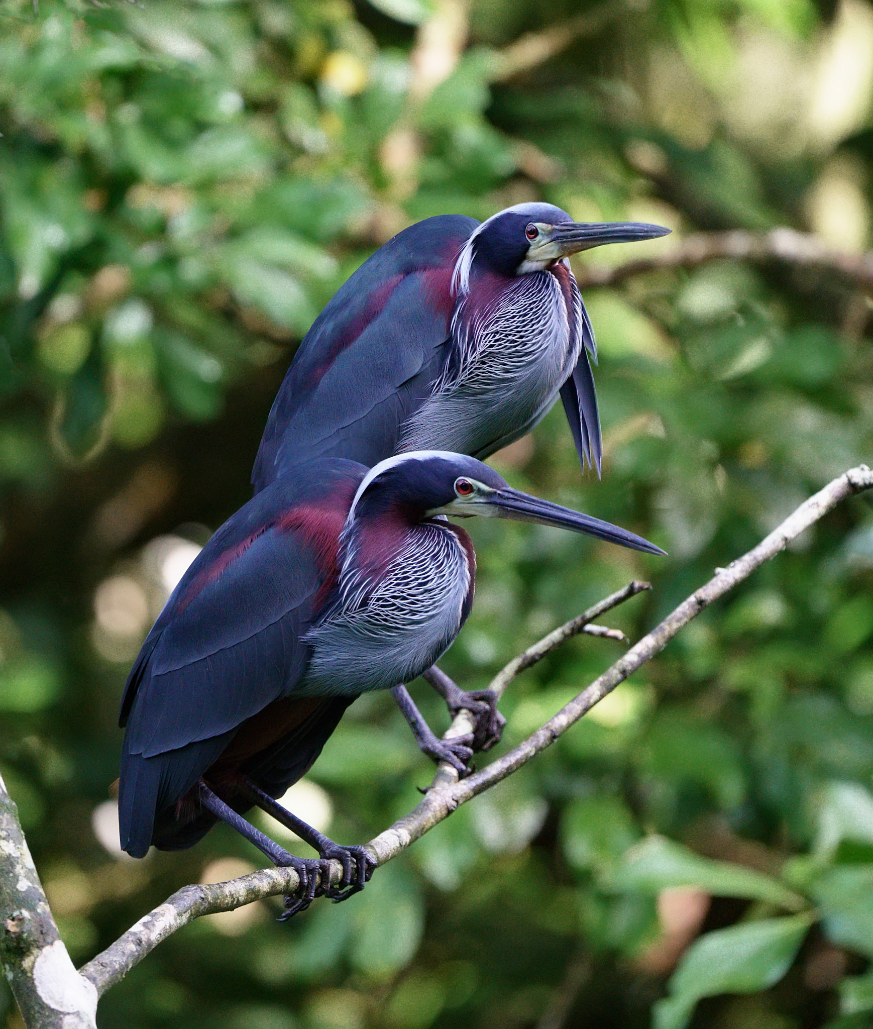 Agami Heron