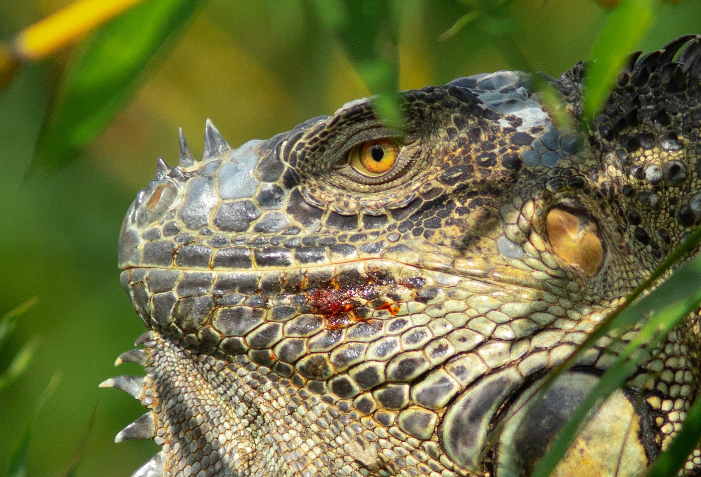 Iguana Closeup
