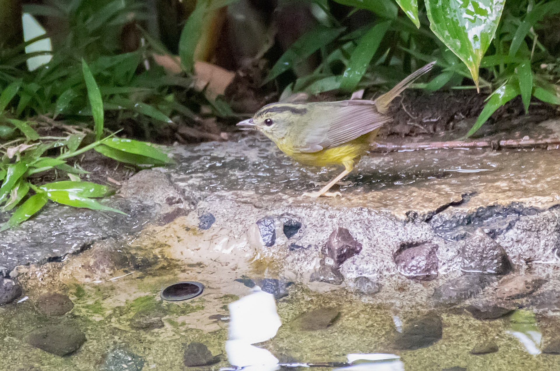 Golden-crowned Warbler
