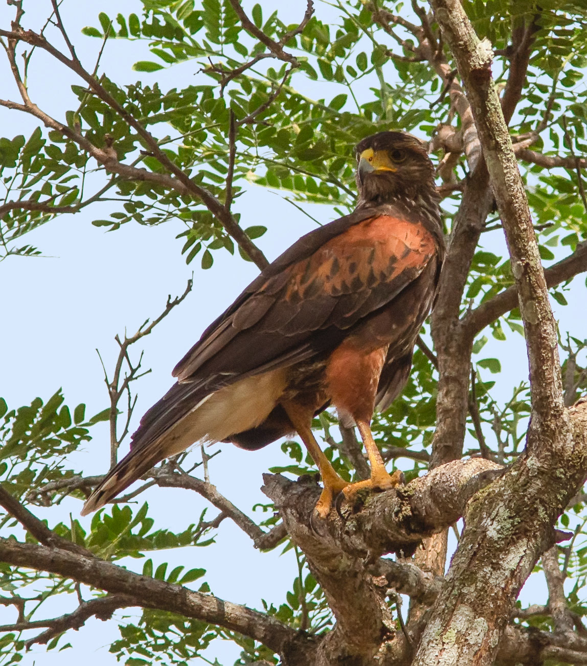 Harris's Hawk