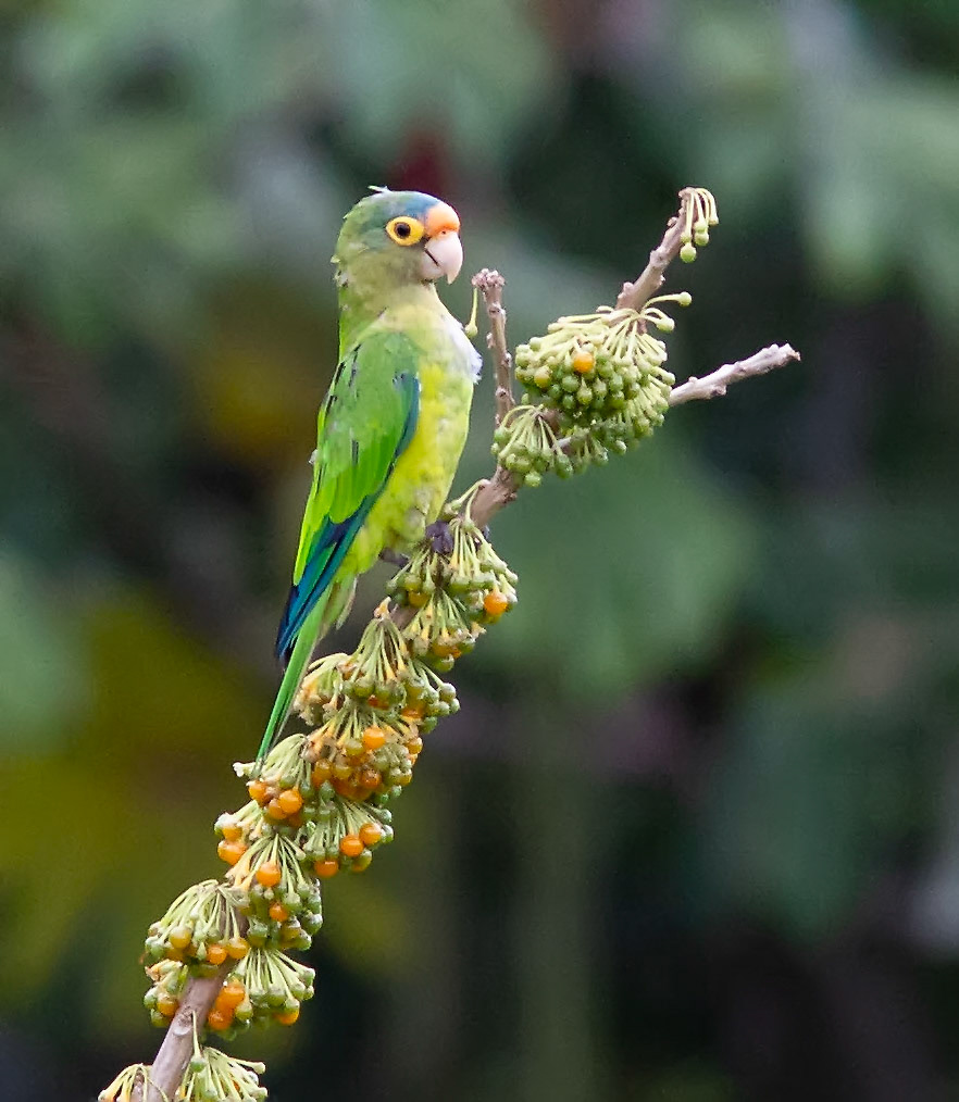 Orange-fronted Parakeet