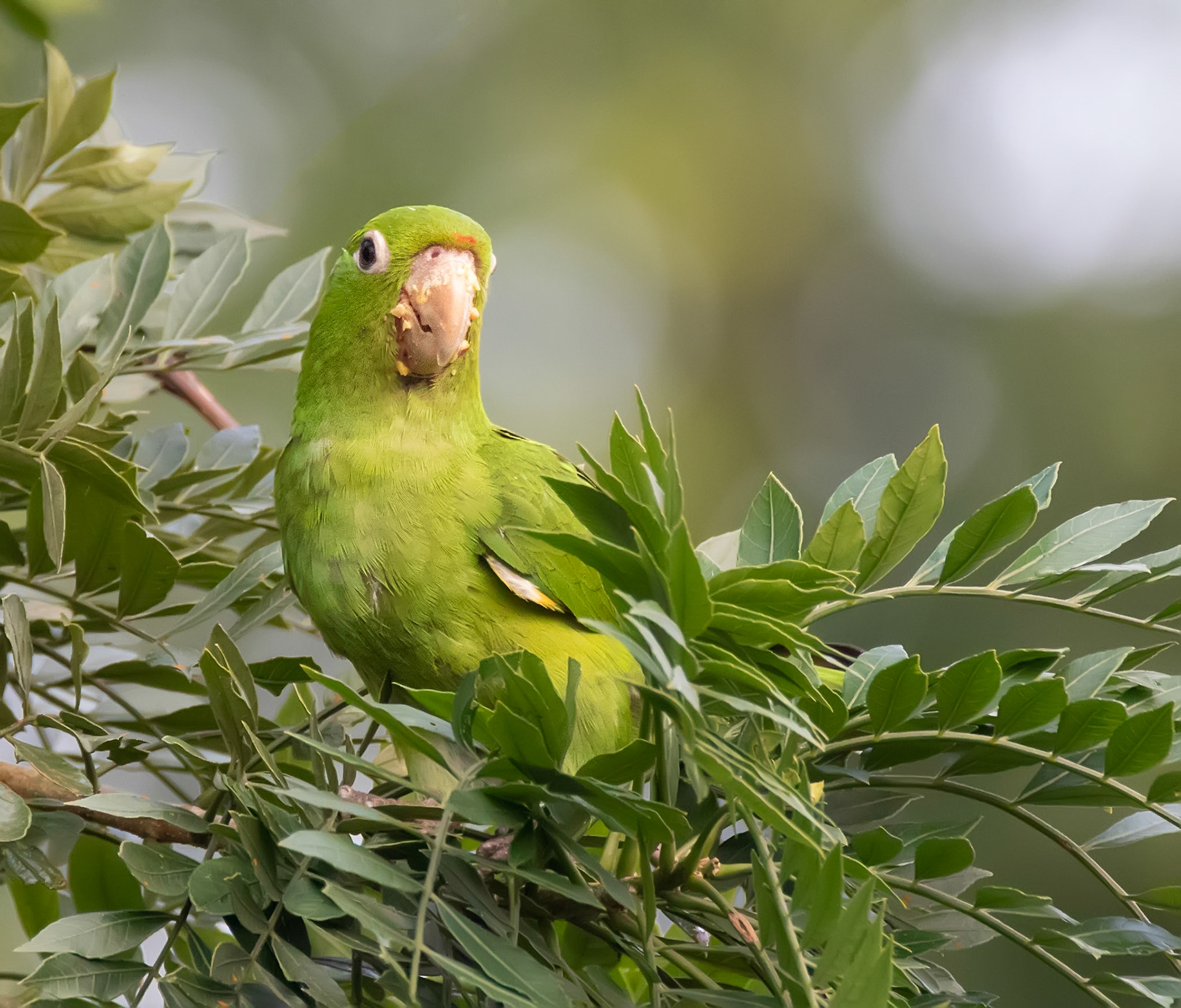 Crimson-fronted Parakeet