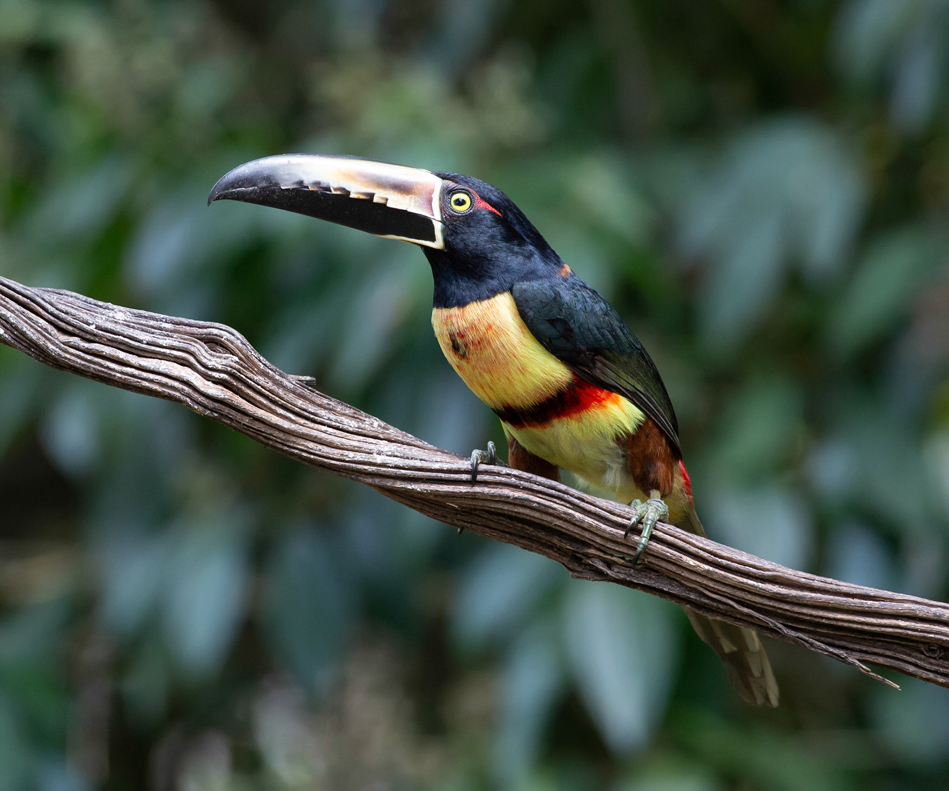 Collared Aracari