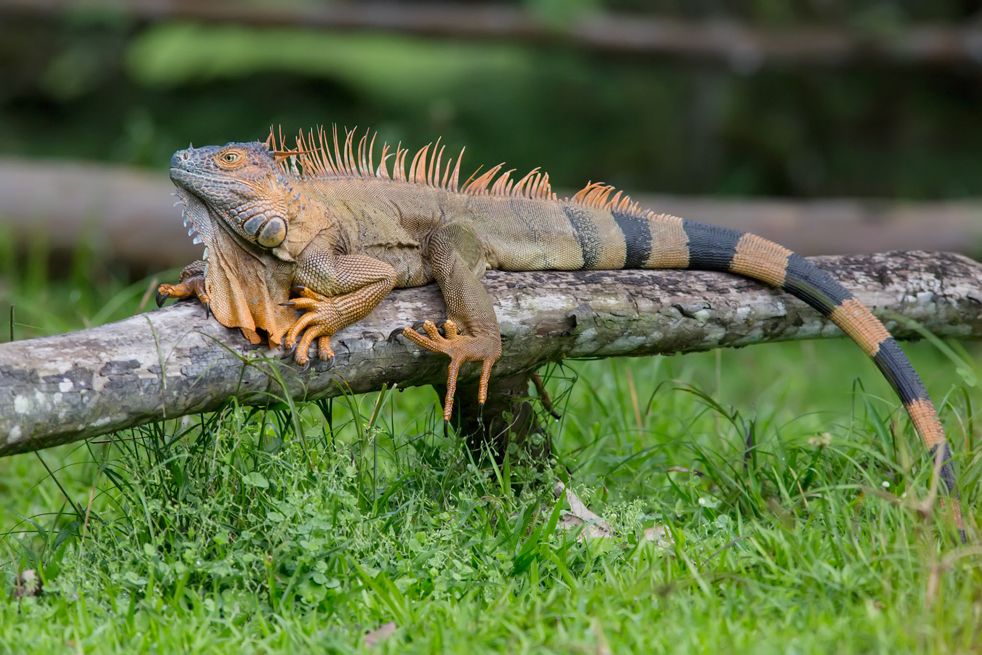 Iguana