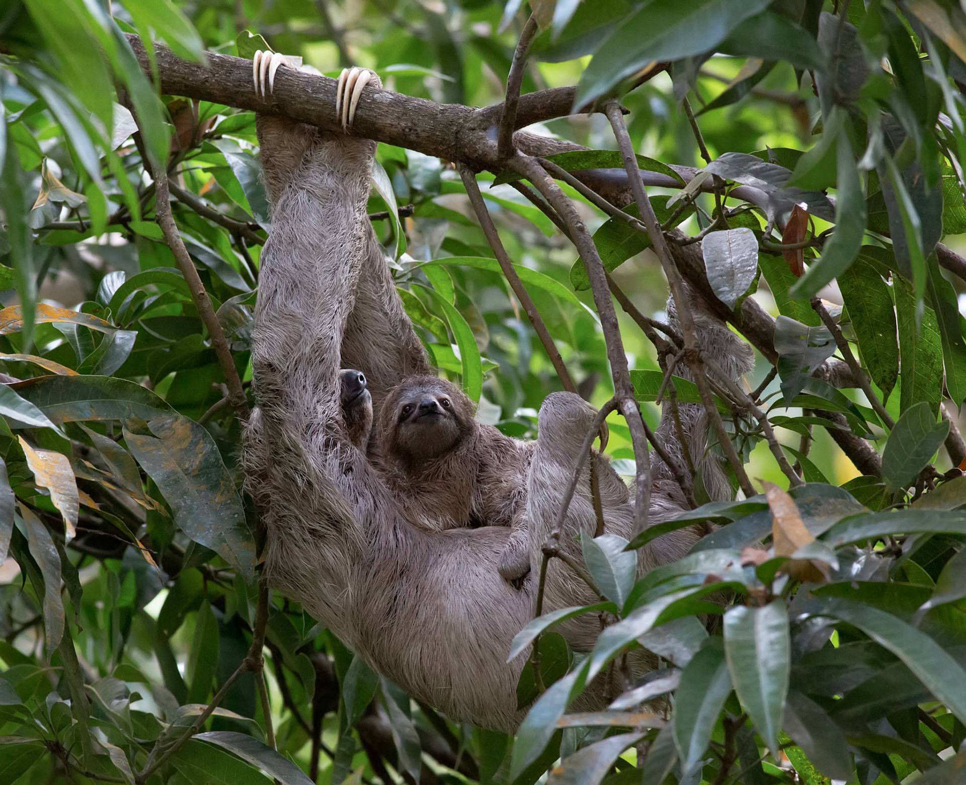 Three-toed Sloth, Mama with Baby