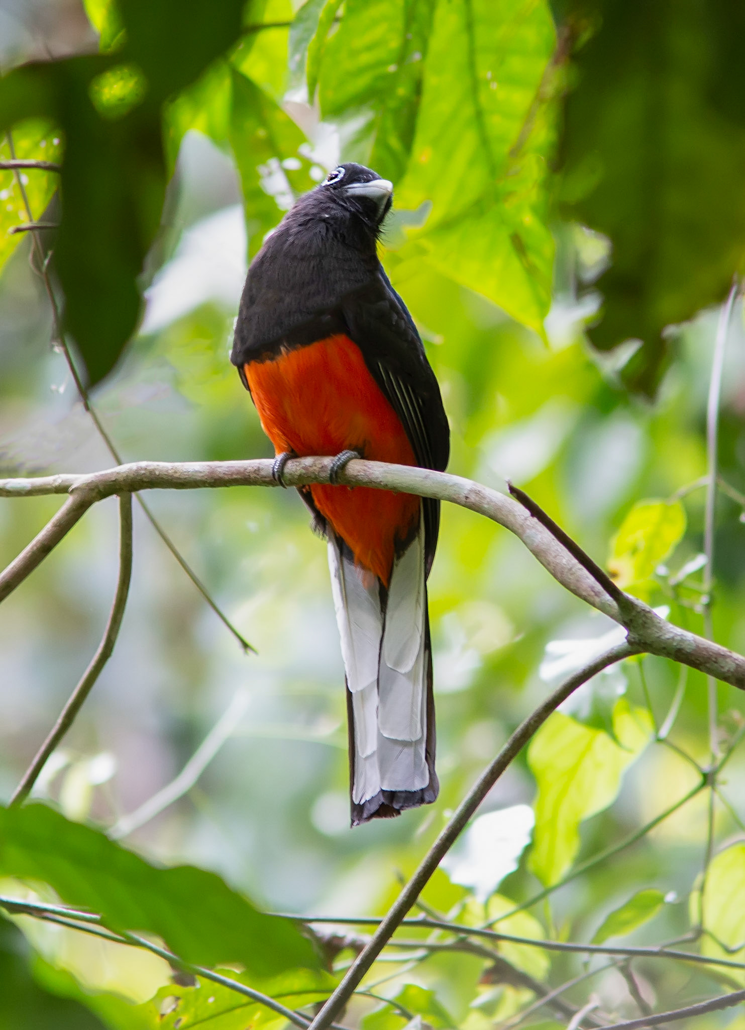 Baird's Trogon, Male