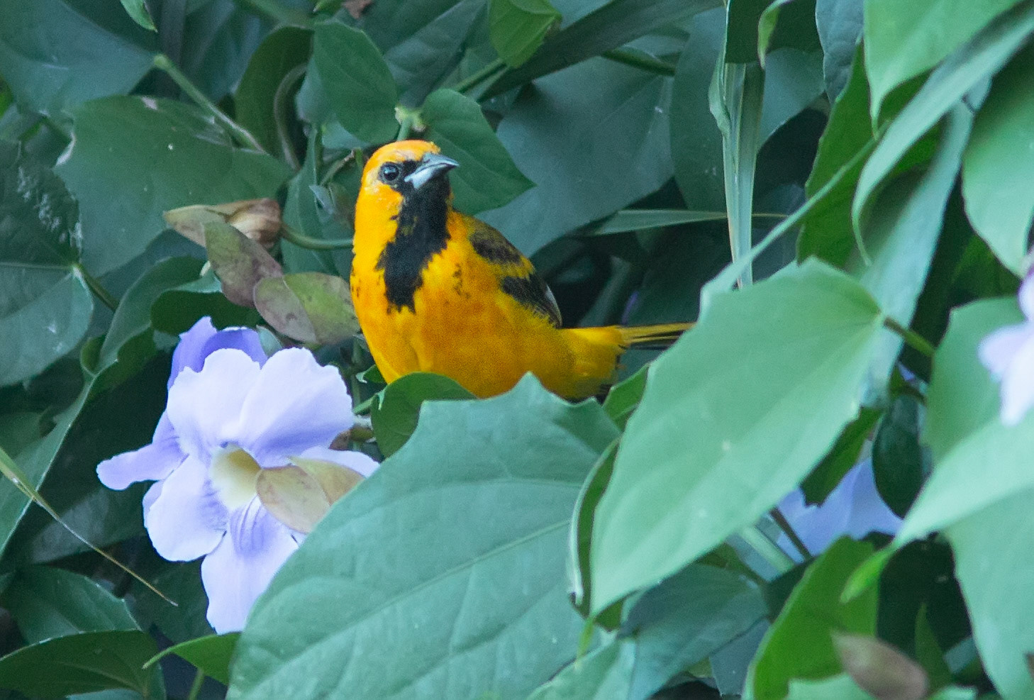 Spot-breasted Oriole
