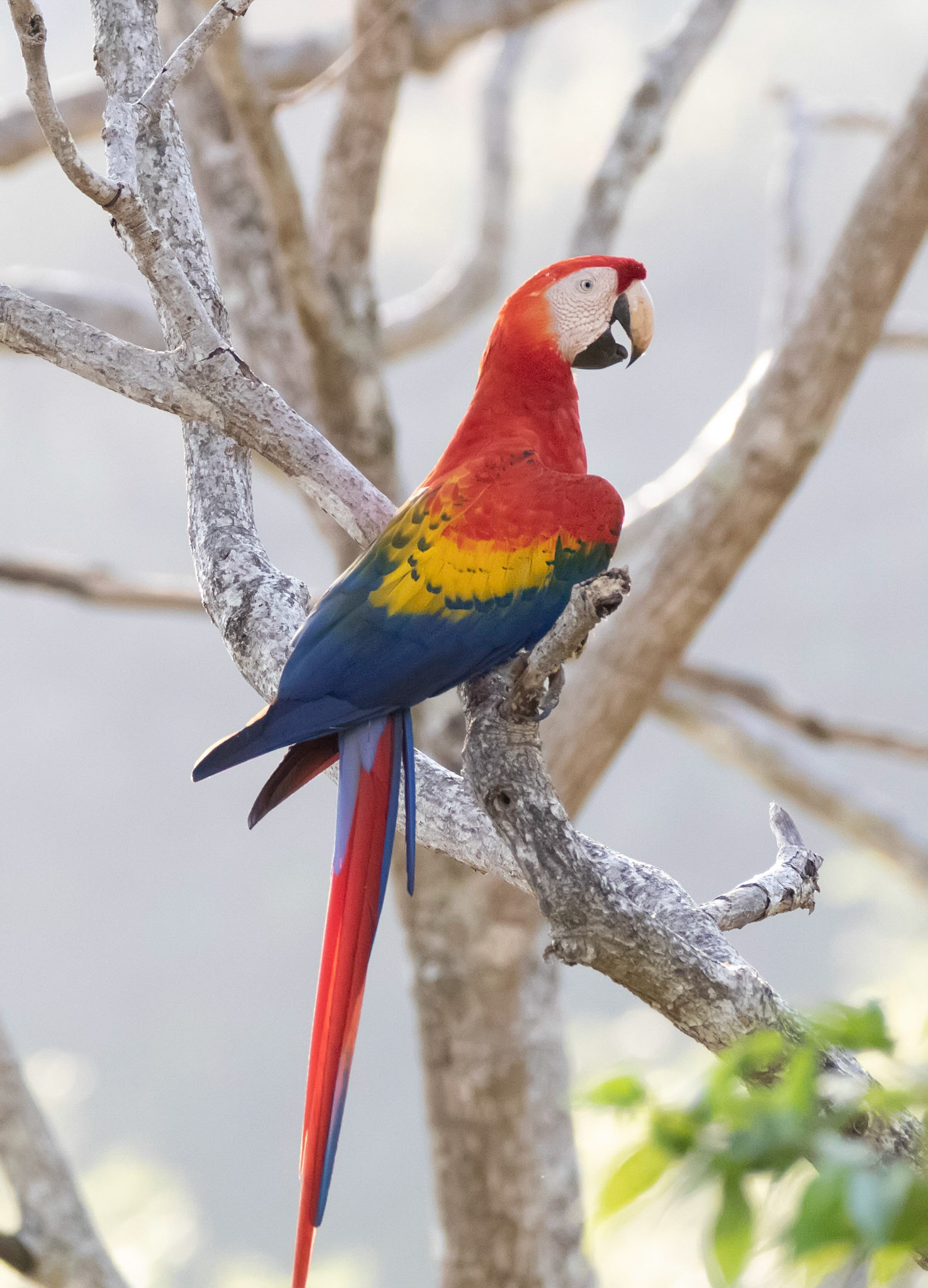 Scarlet Macaw