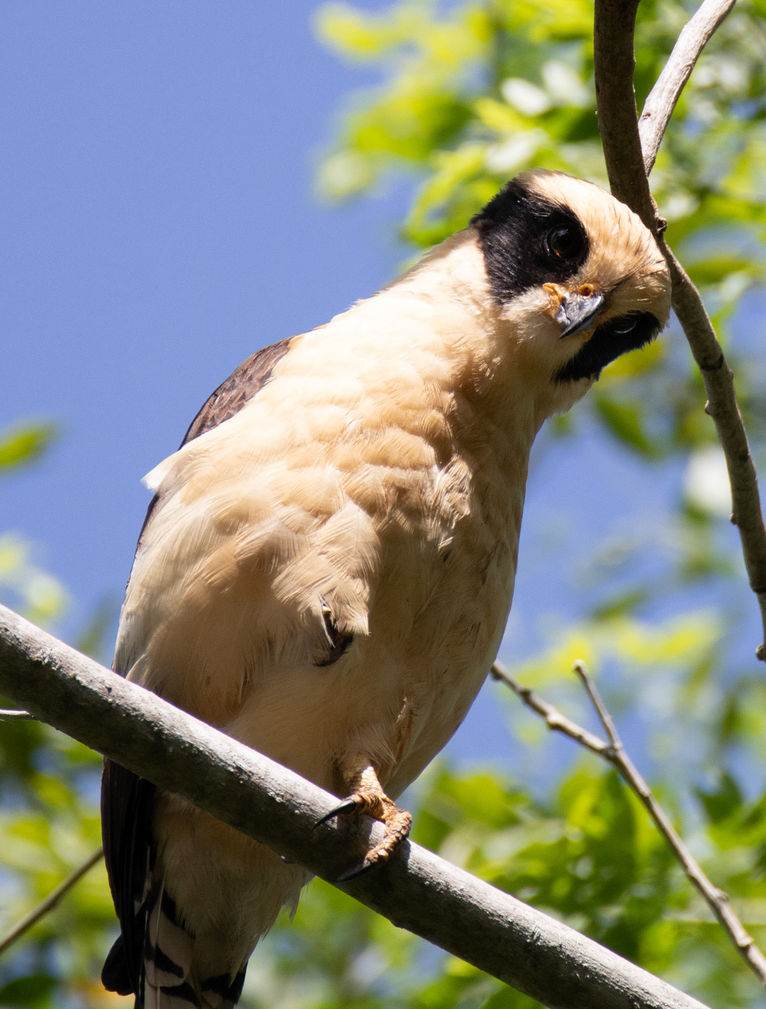 Laughing Falcon