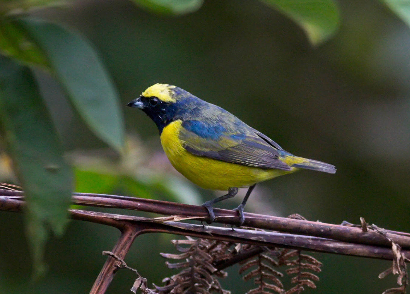 Yellow-crowned Euphonia, Juvenile perched on a branch