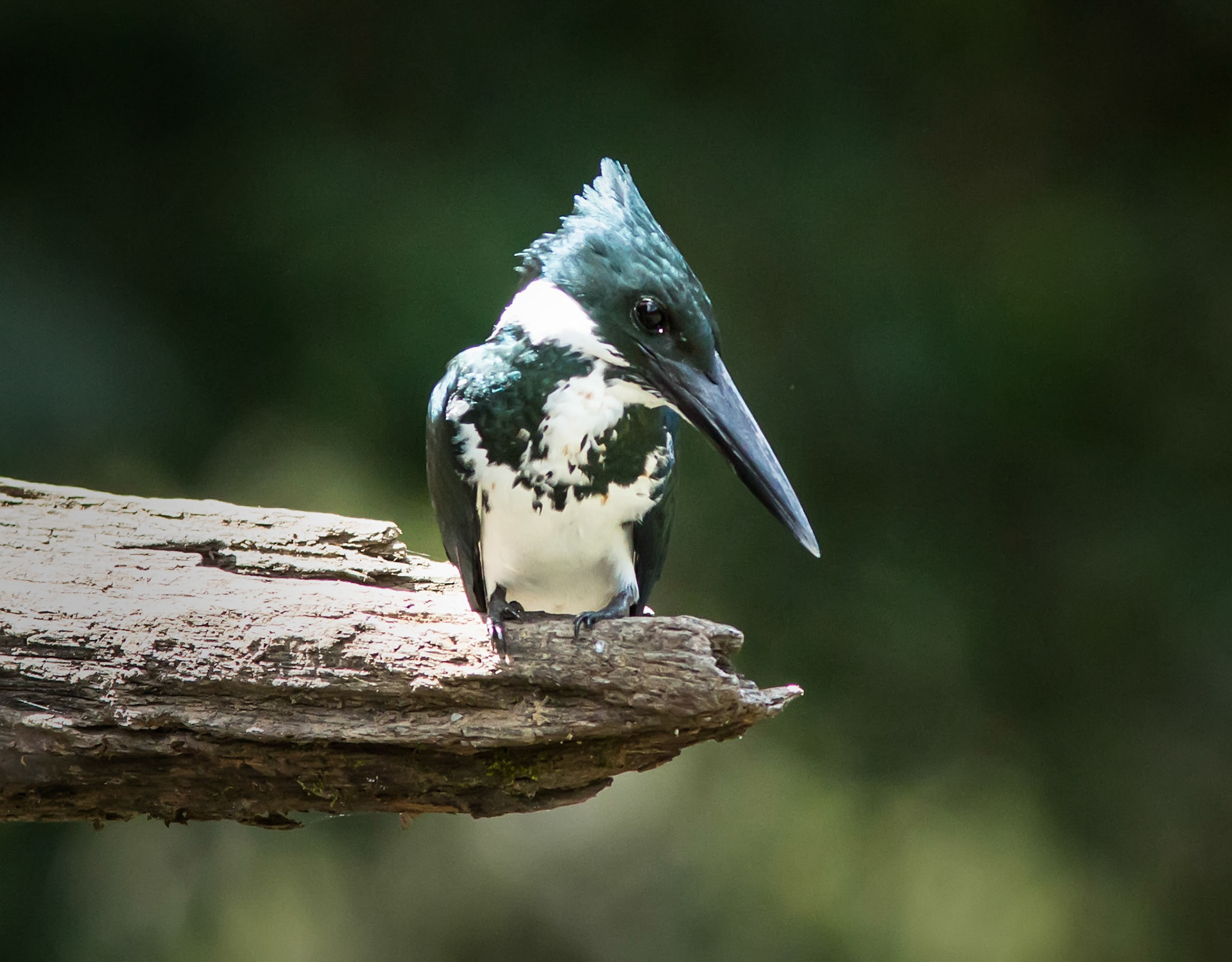 Green Kingfisher, Female
