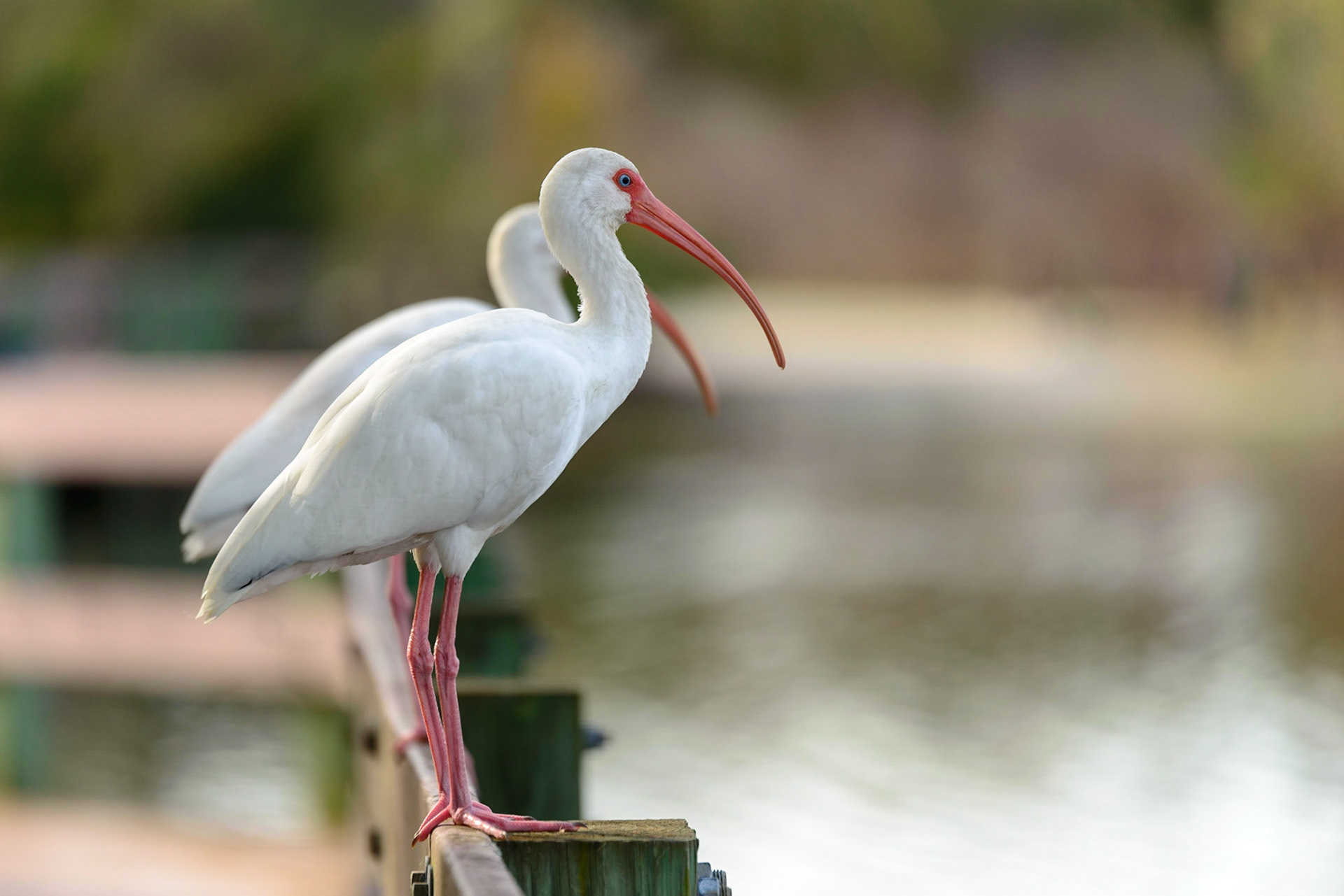 White Ibis