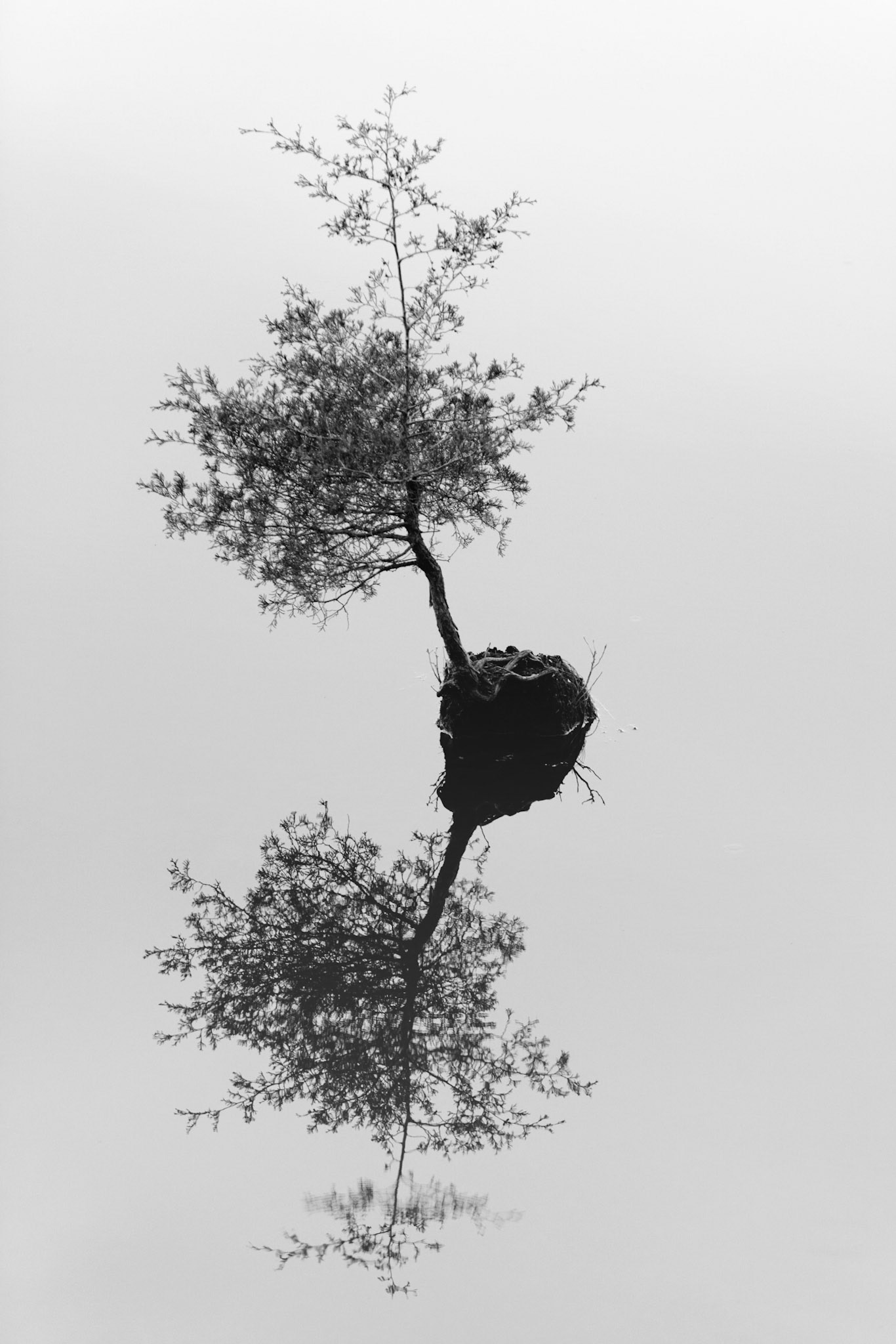 Through The Looking Glass