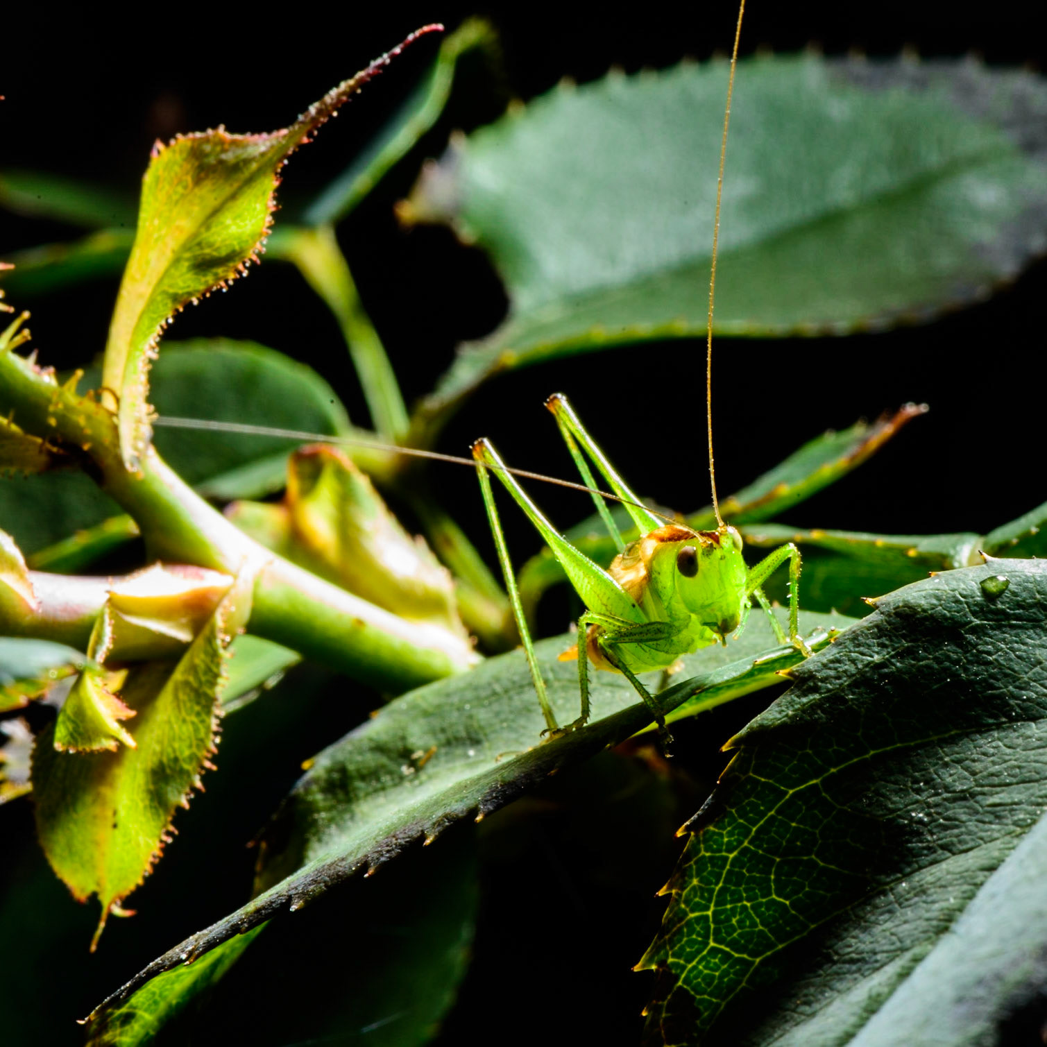 Singing the end of summer