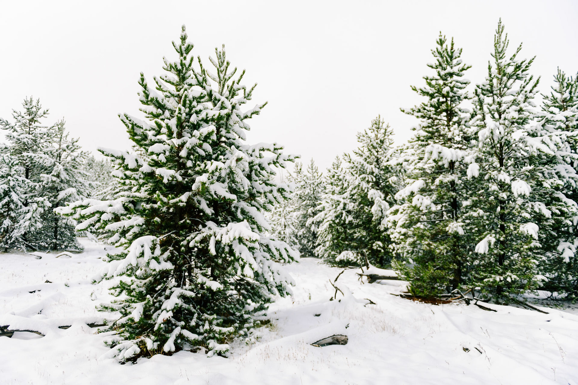 Artist Paint Pots Trail