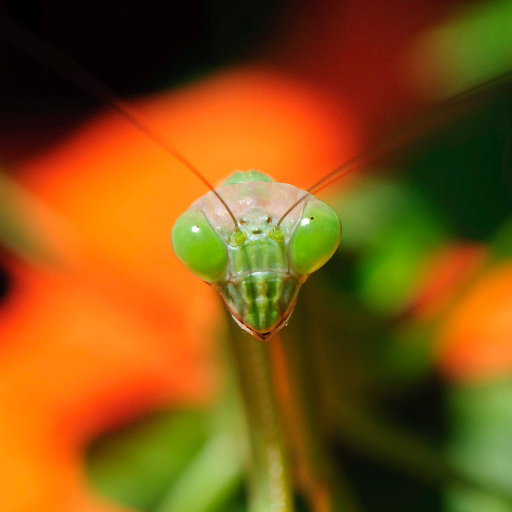 The Roswell Incident