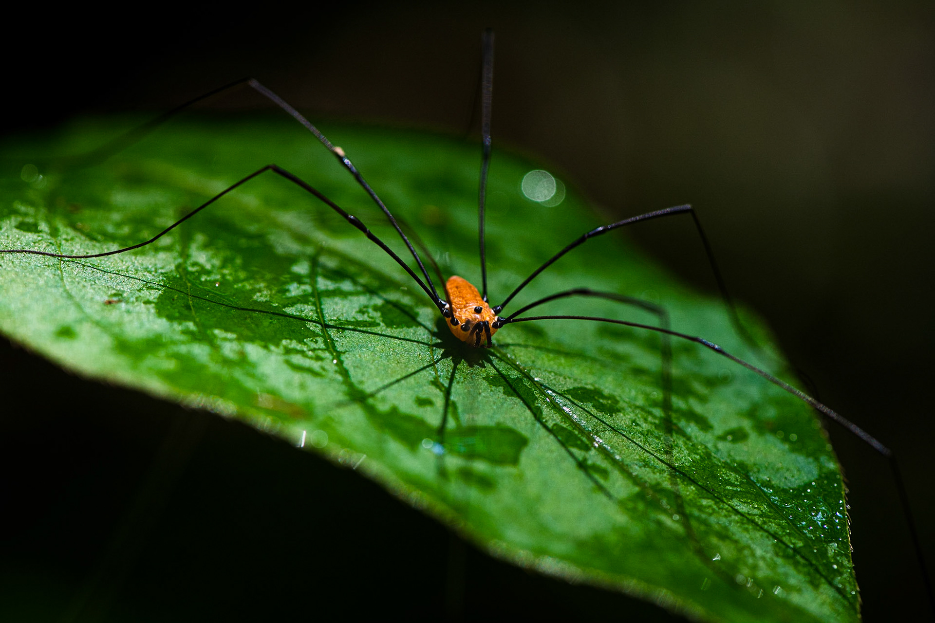 Torn Between Two Options