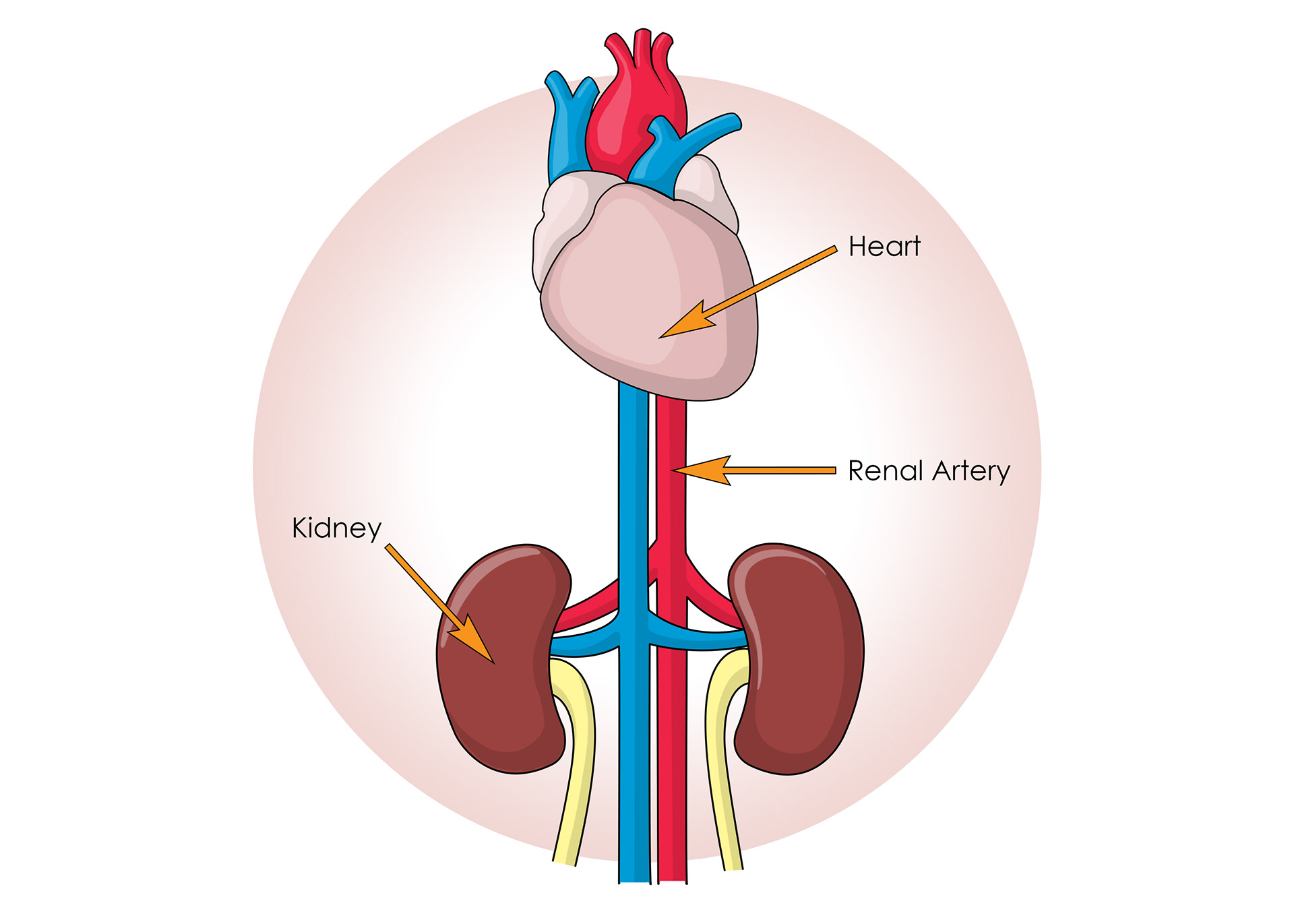 slmillustration - Functions of the Kidneys - Book illustration