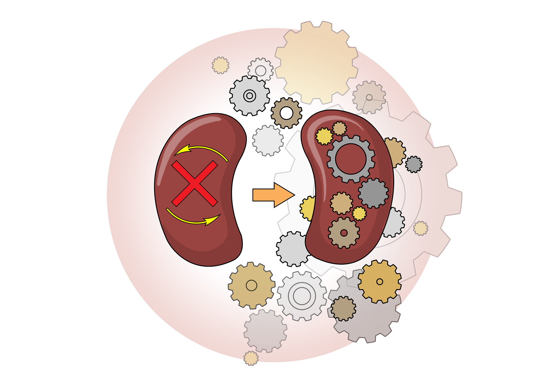 slmillustration Functions of the Kidneys Book illustration