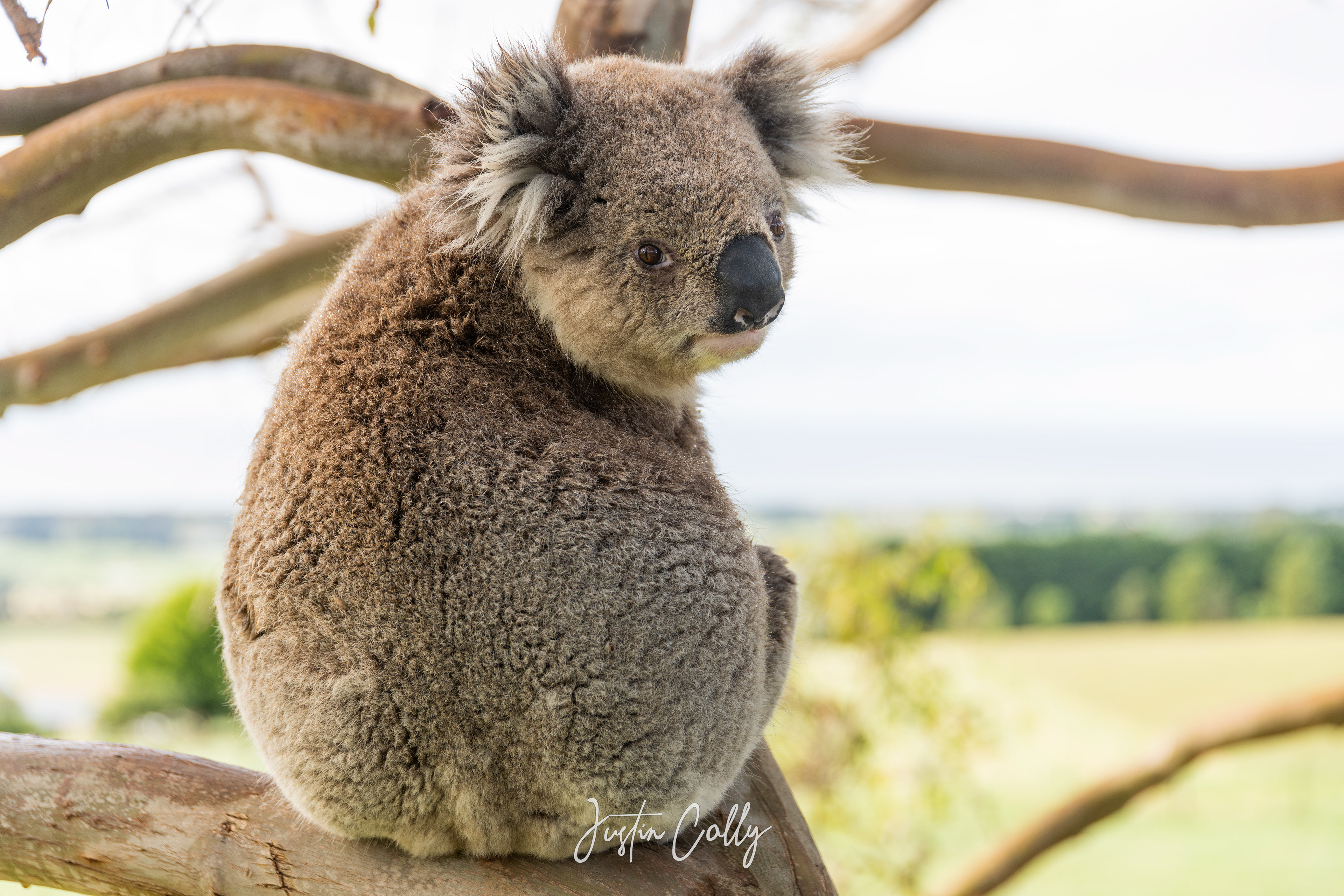 Koala (Phascolarctos cinereus) in Nurrawong, Victoria