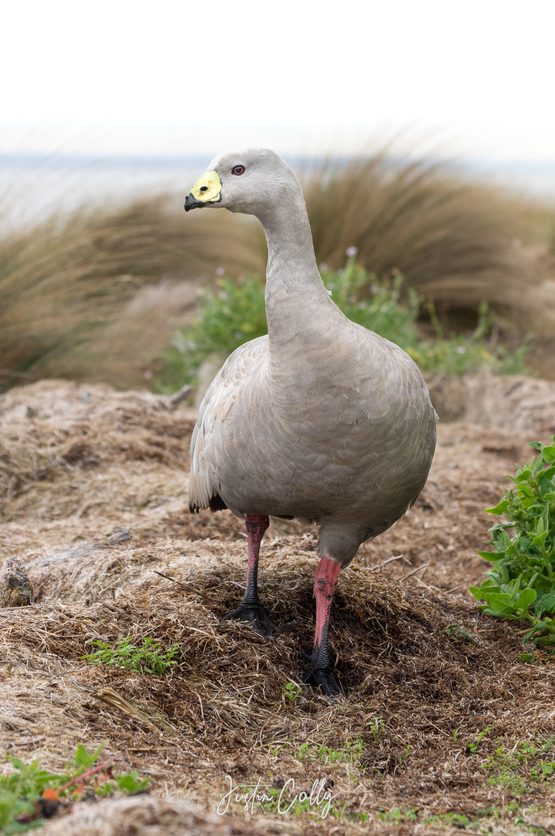 Cape Barren goose (Cereopsis novaehollandiae) in Phillip Island, Australia