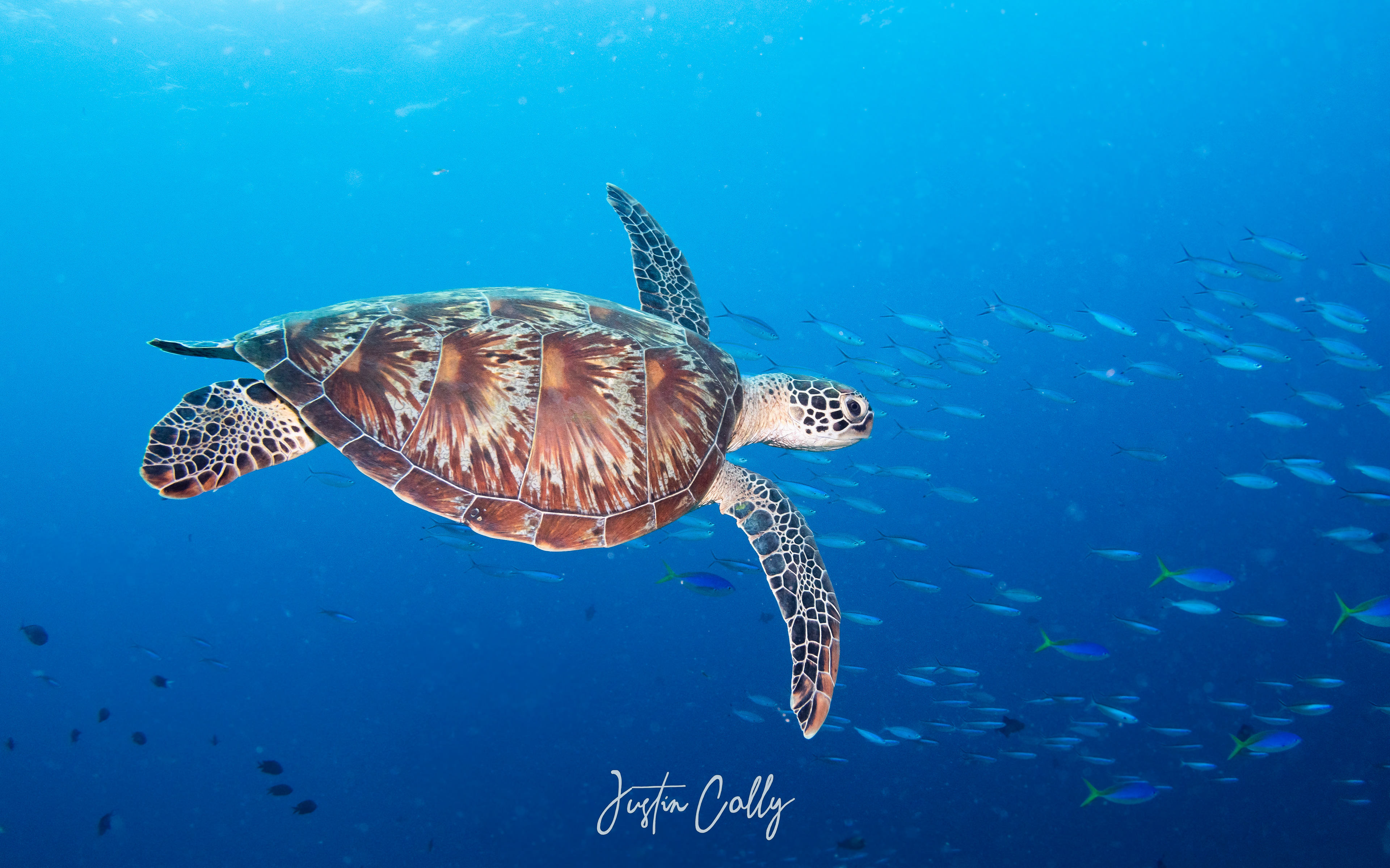 Green sea turtle (Chelonia mydas) in Sulawesi, Indonesia