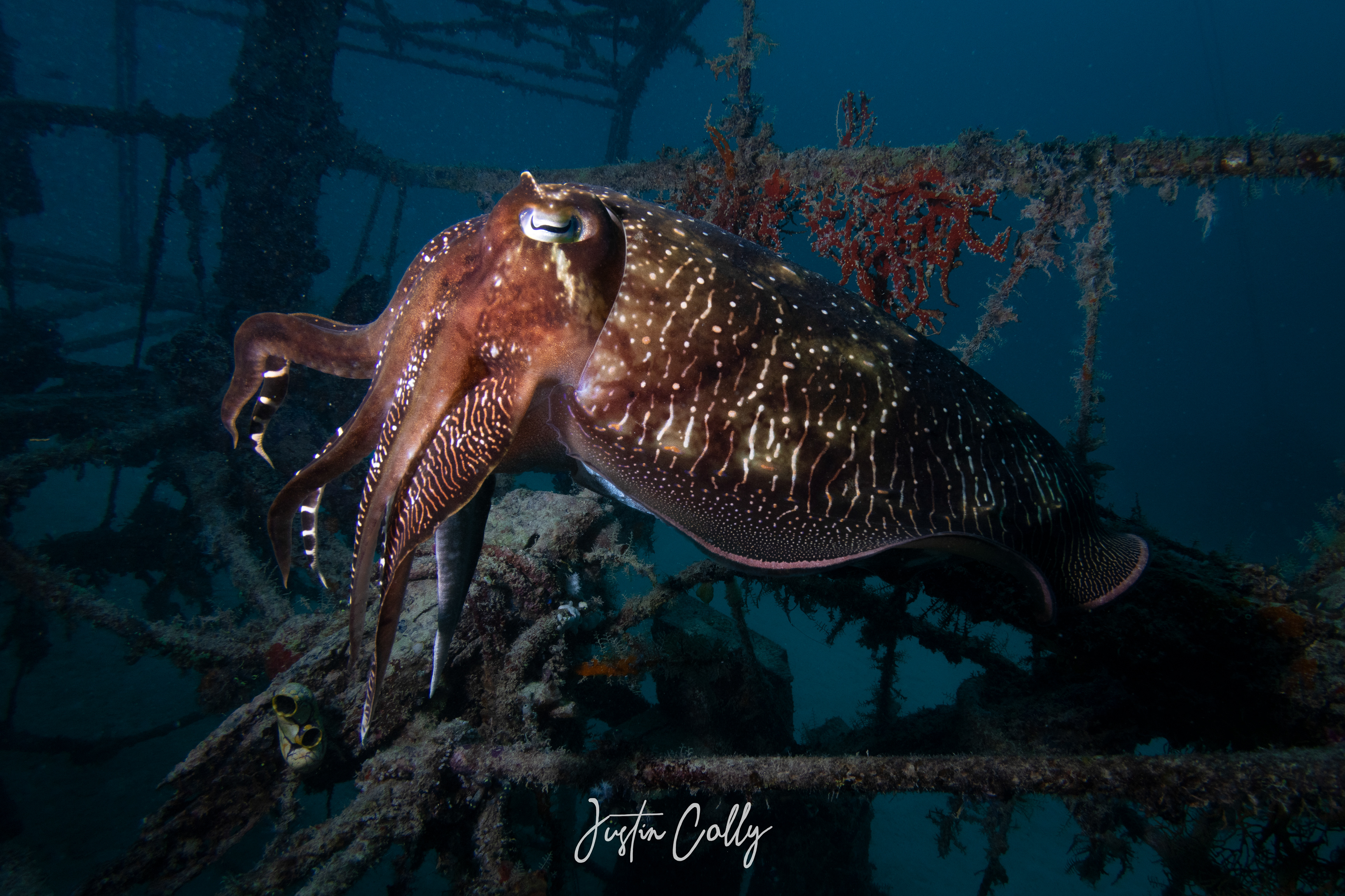 Cuttlefish in a shipwreck near Mabul, Borneo