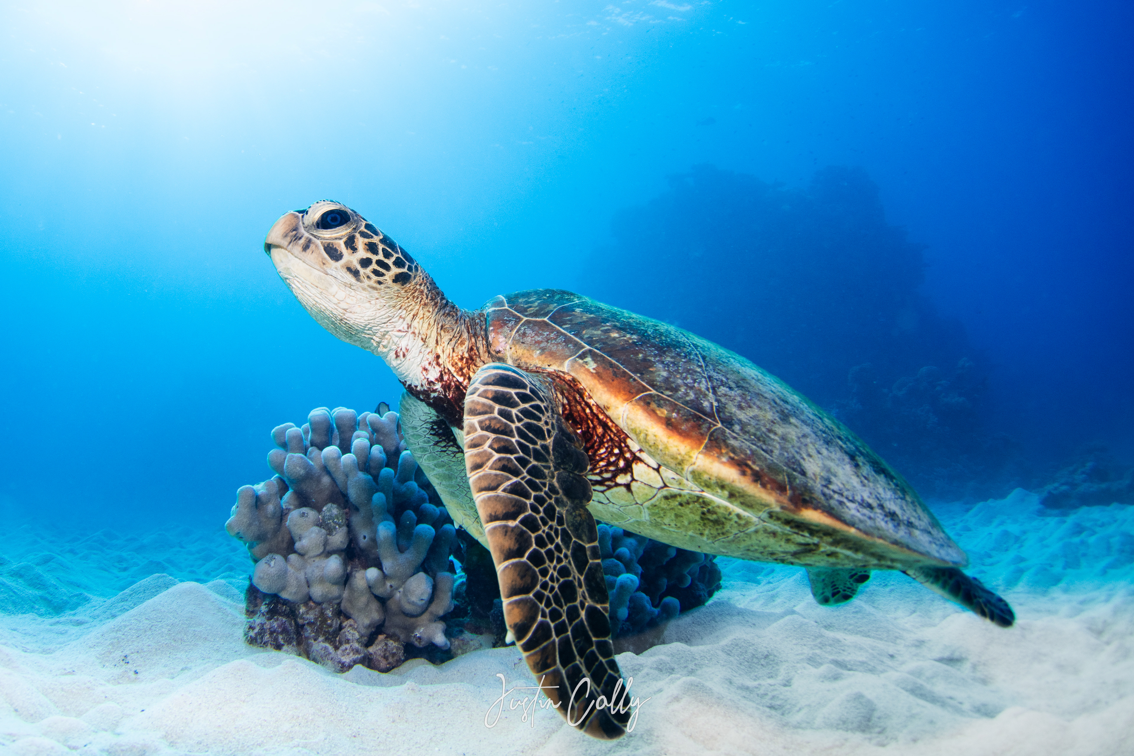 Green sea turtle (Chelonia mydas)