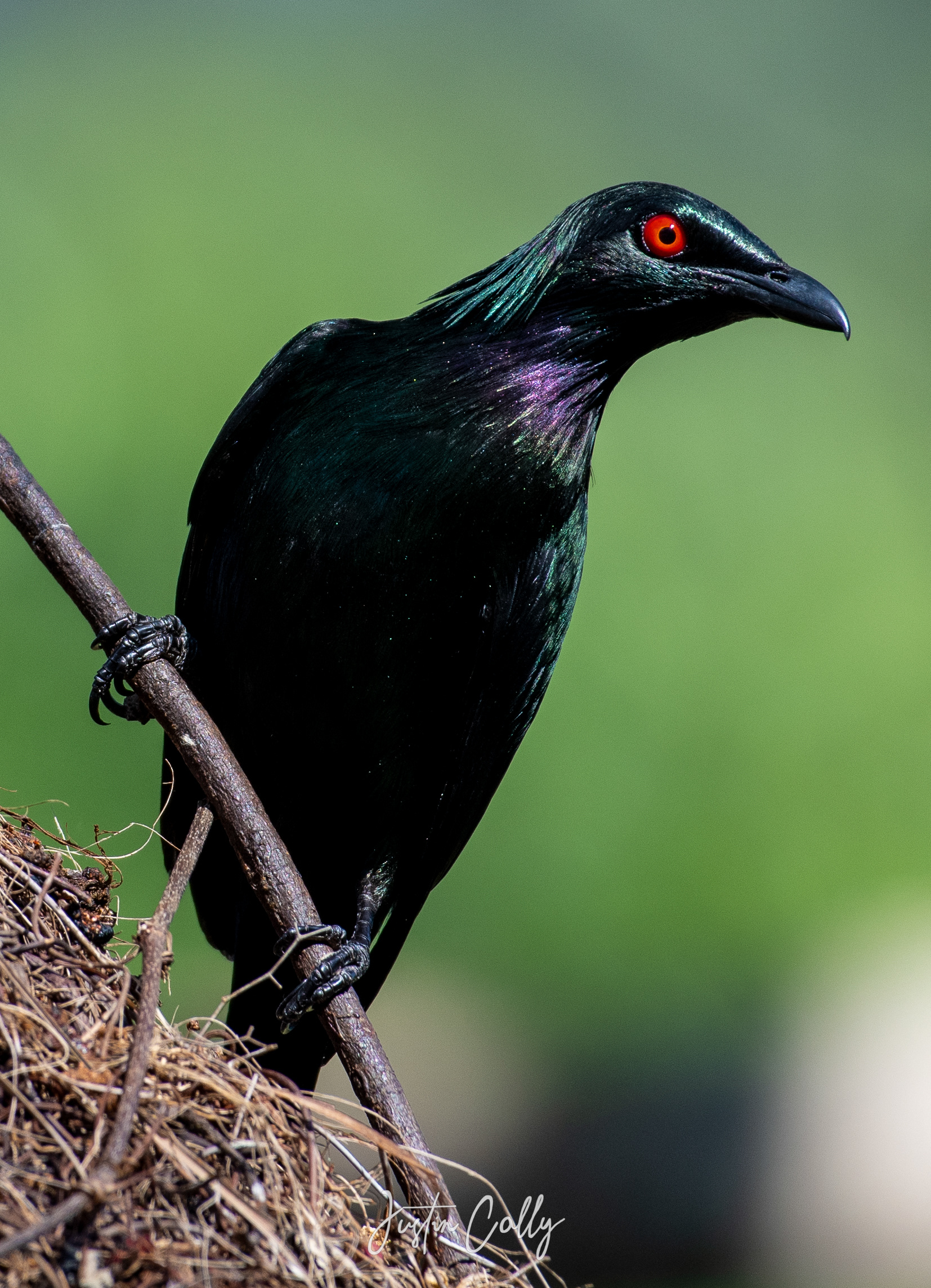 Metallic starling (Aplonis metallica) in Daintree, Australia