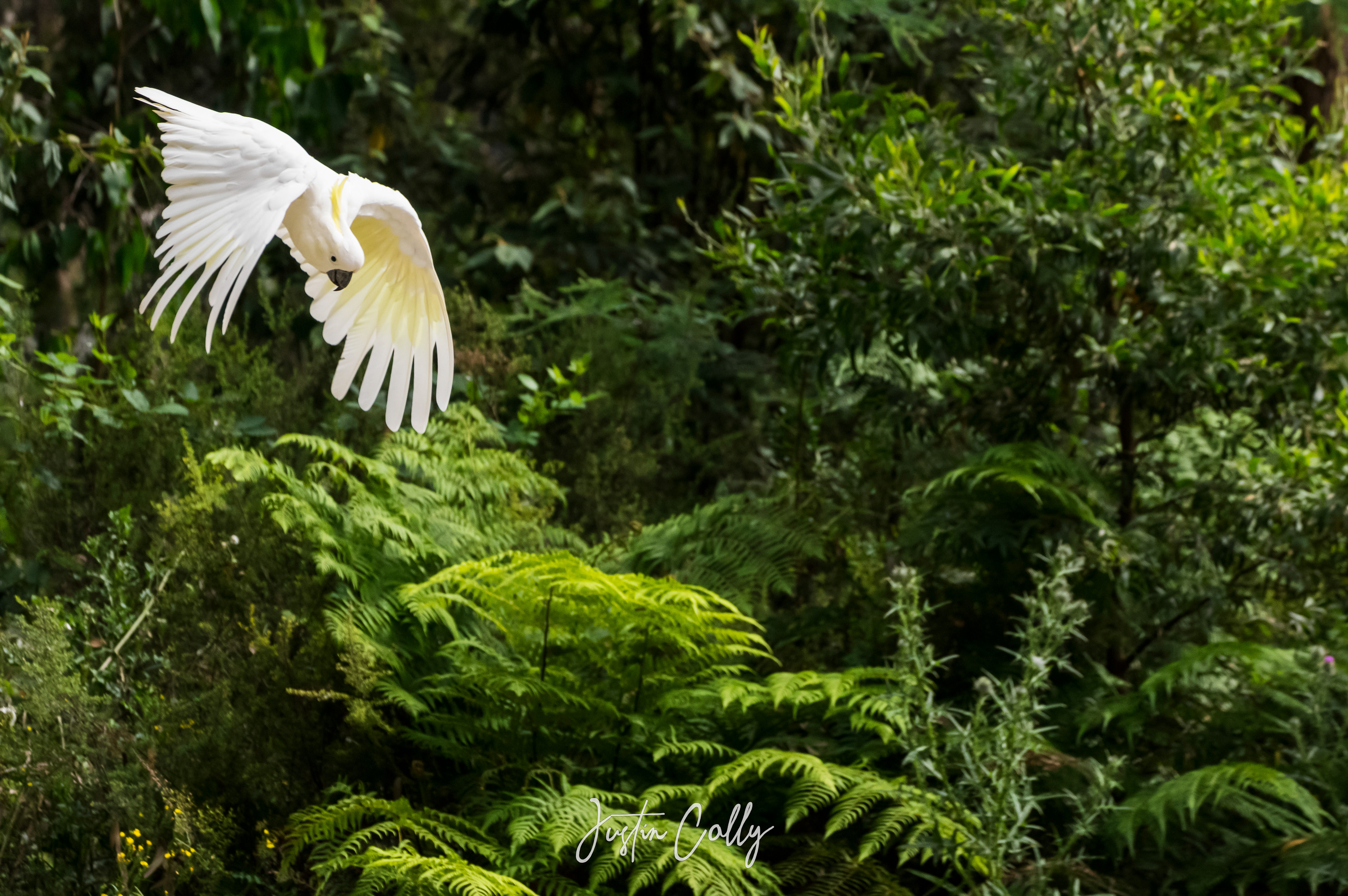 Sulphur-crested cockatoo (Cacatua galerita) in Melbourne, Australia