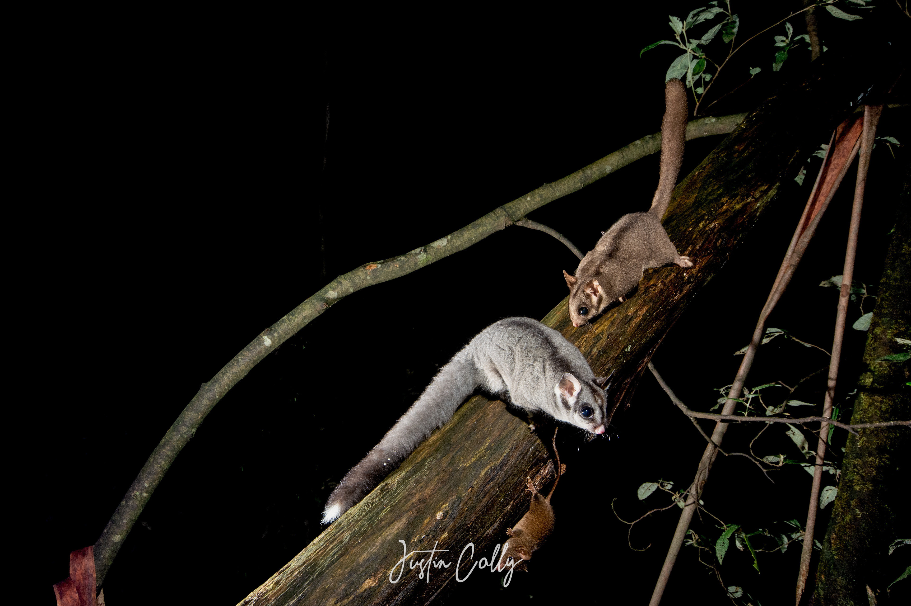 Super-imposed leadbeater's possum, sugar glider and antechinus in Toolangi, Australia