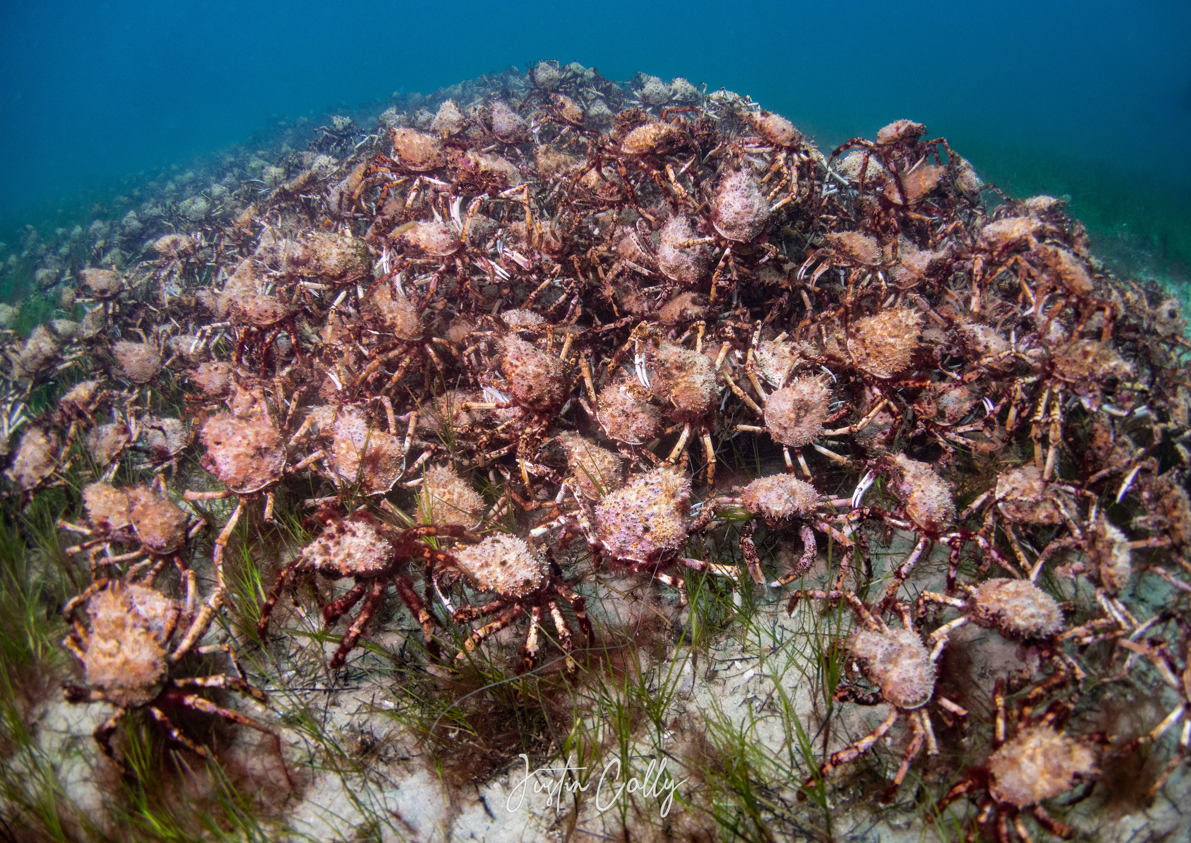 Giant spider crabs (Leptomithrax gaimardii) aggregation