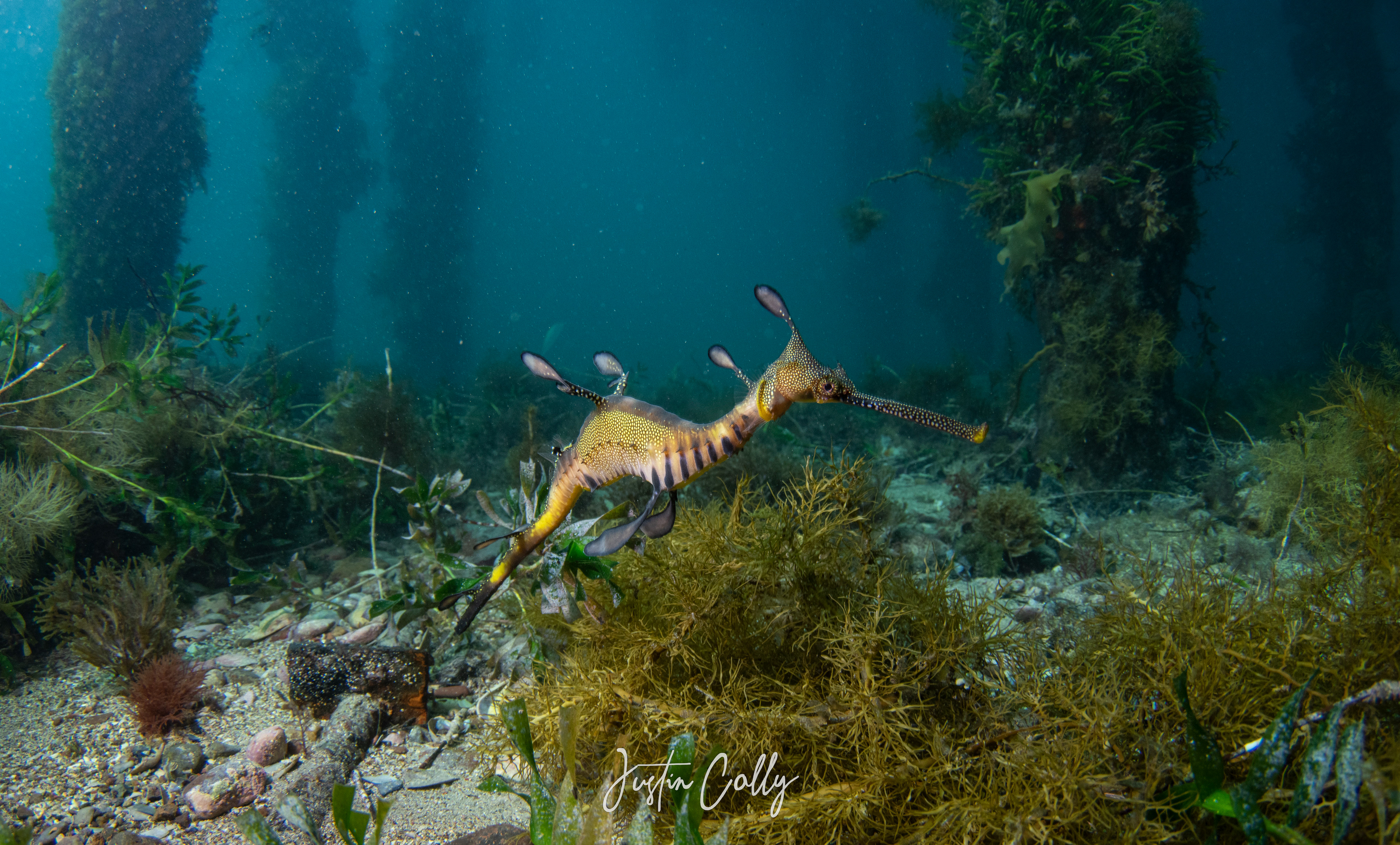 Weedy seadragon (Phyllopteryx taeniolatus) under a pier