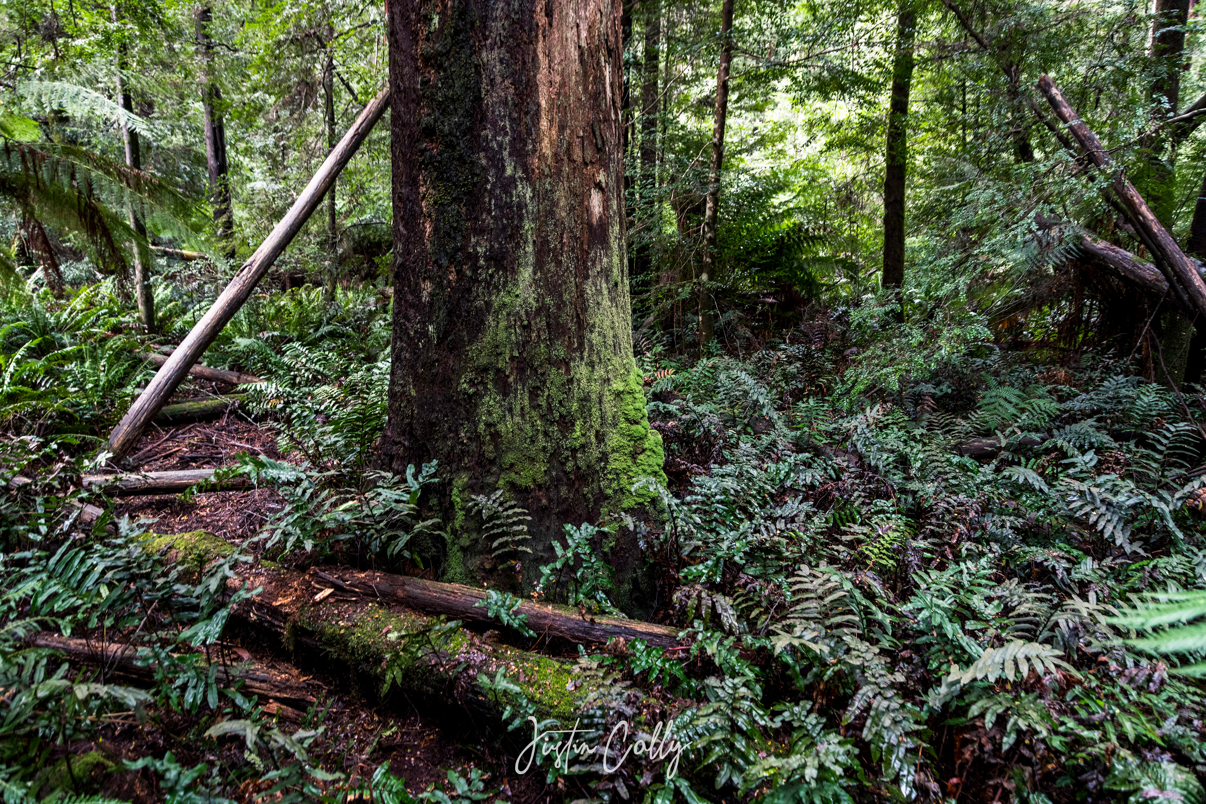 Rainforest near Koala Creek, Cambarville