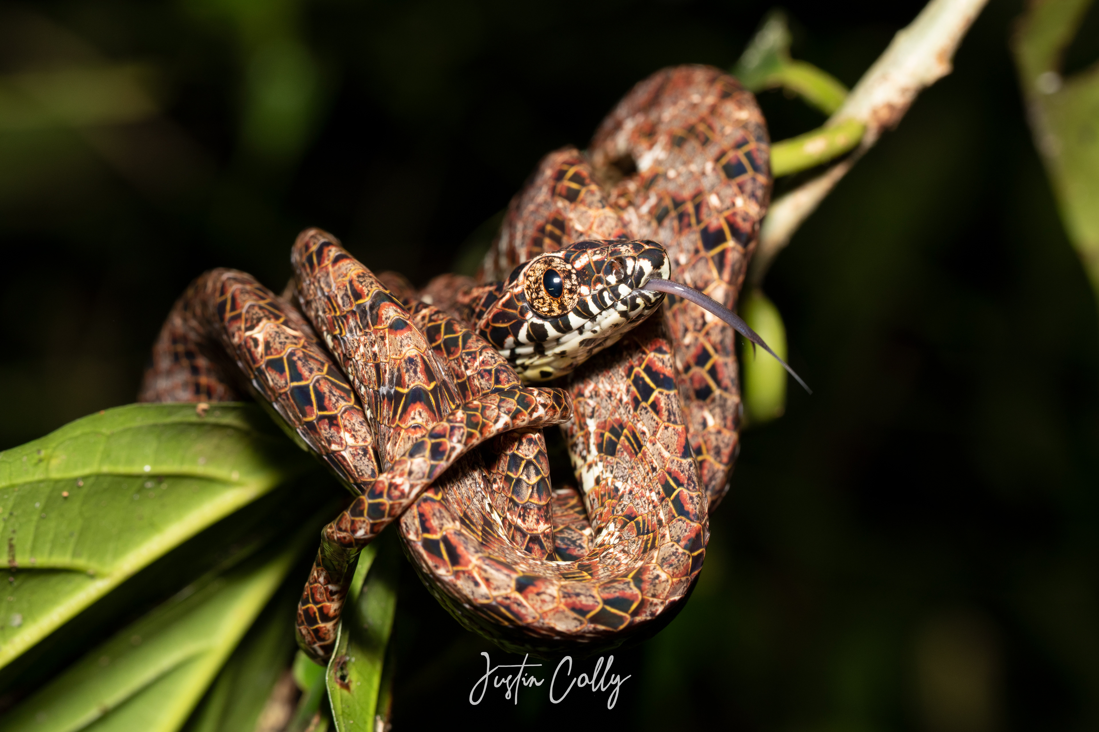 Jasper cat snake (Boiga jaspidea) in Mulu, Borneo