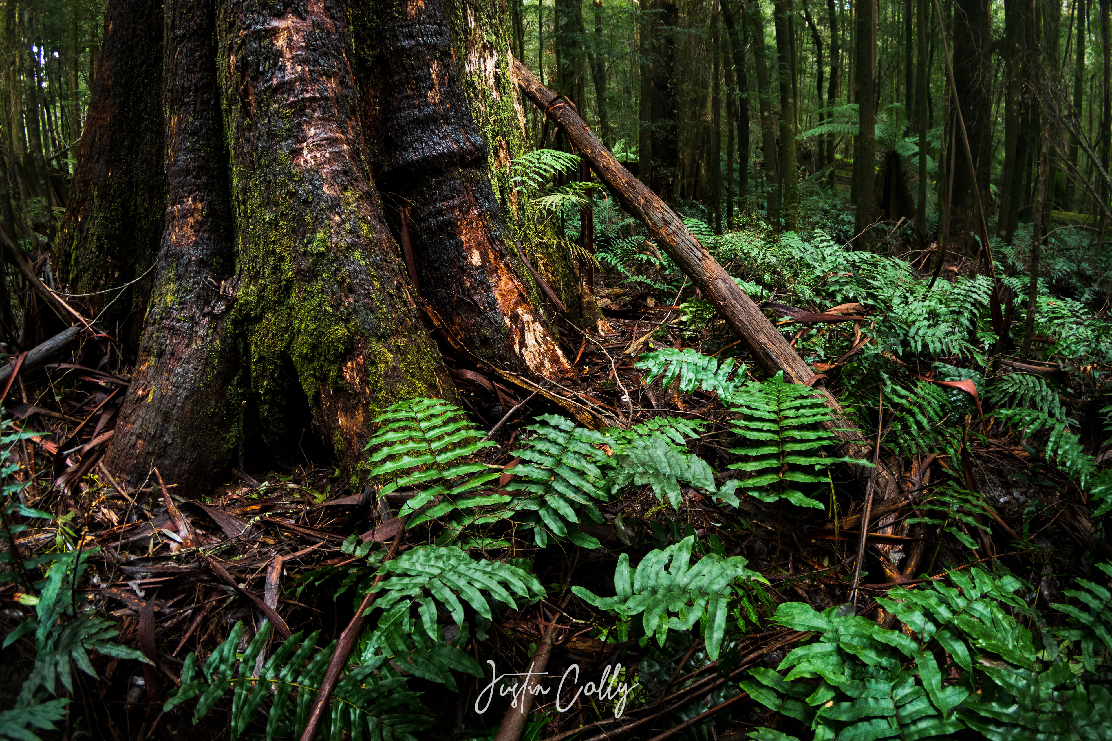 Blechnum ferns and a Mountain Ash in Cambarville