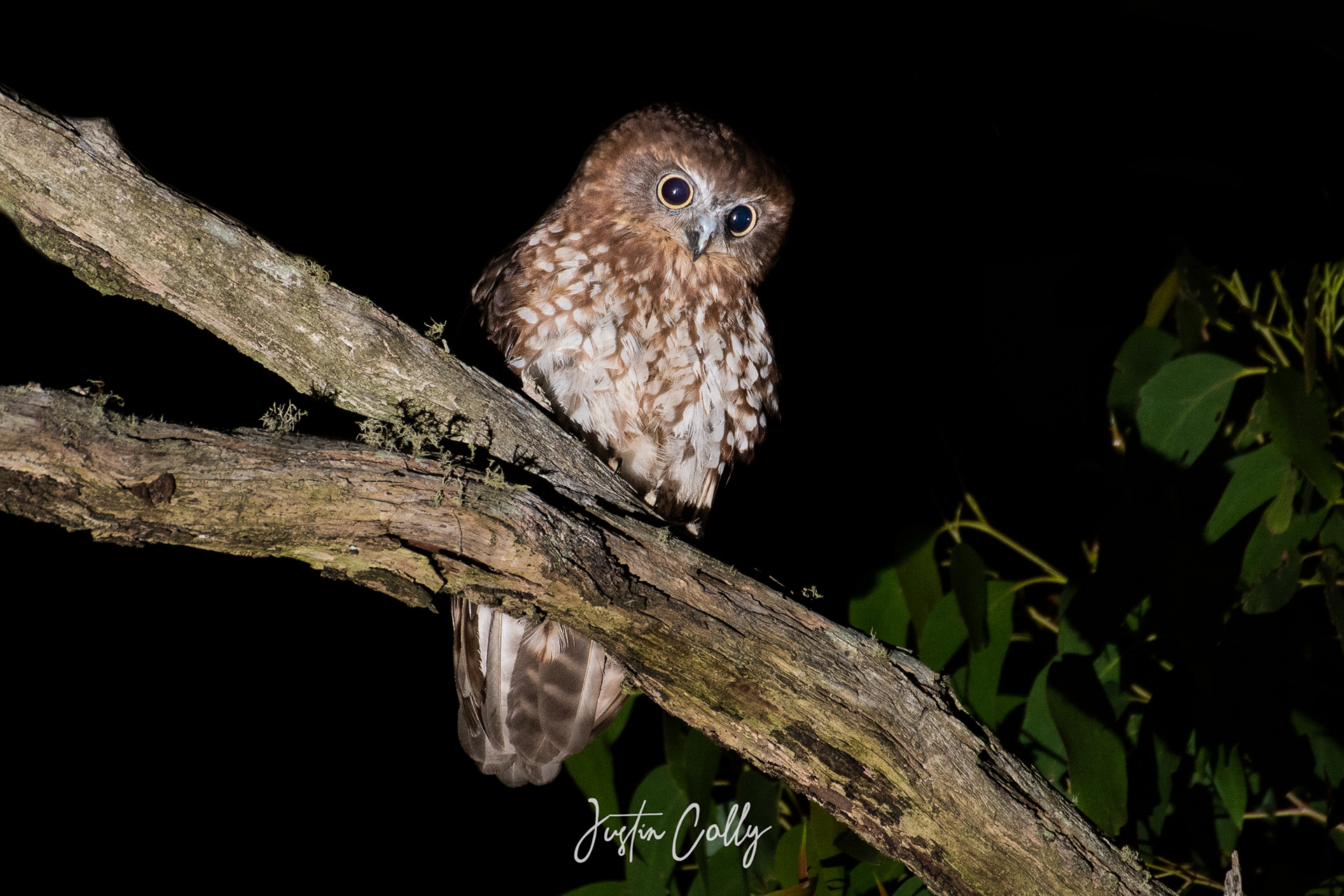 Australian Boobook (Ninox boobook) in Toolangi, Victoria